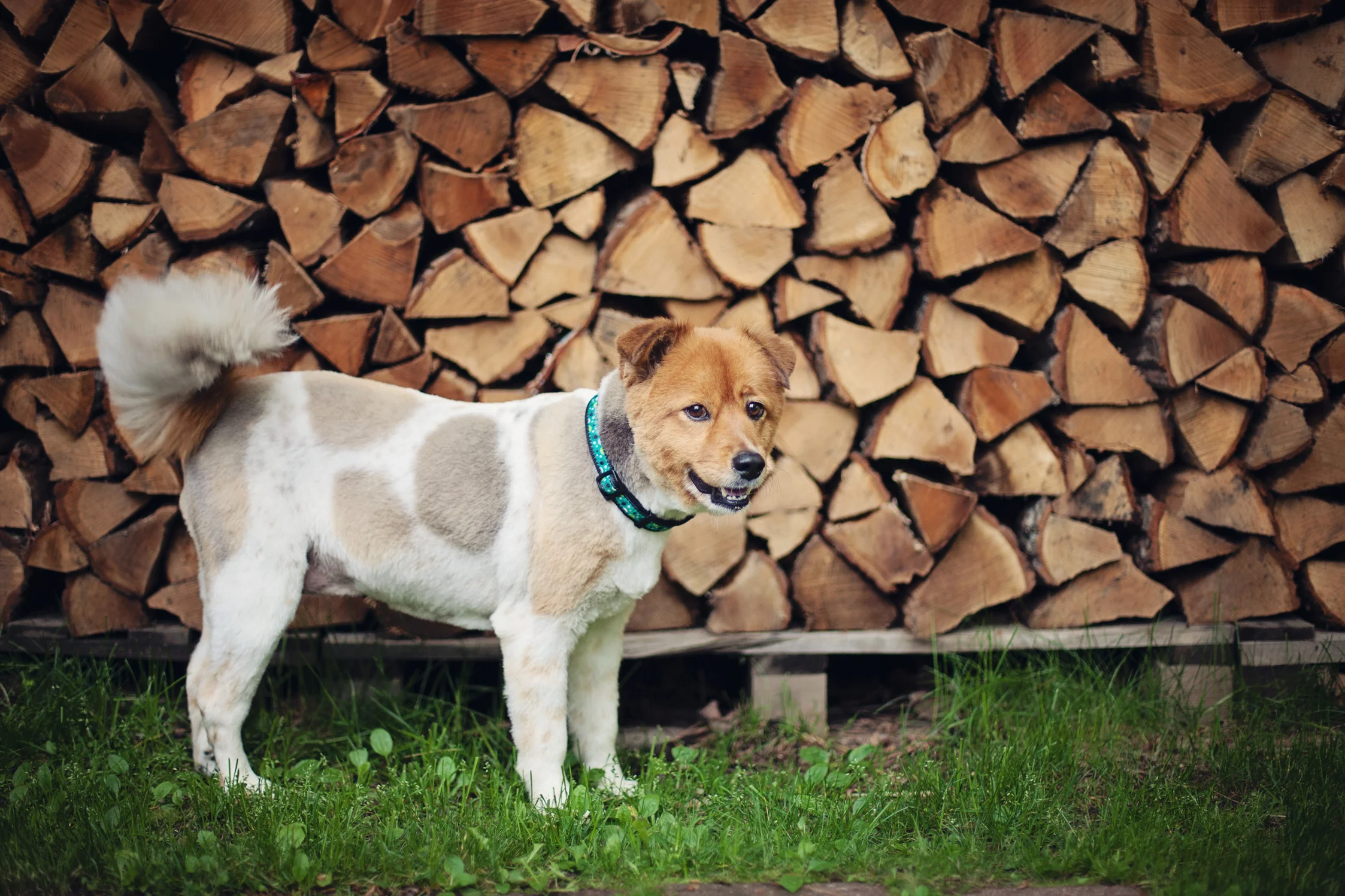 Tessie-009.jpg