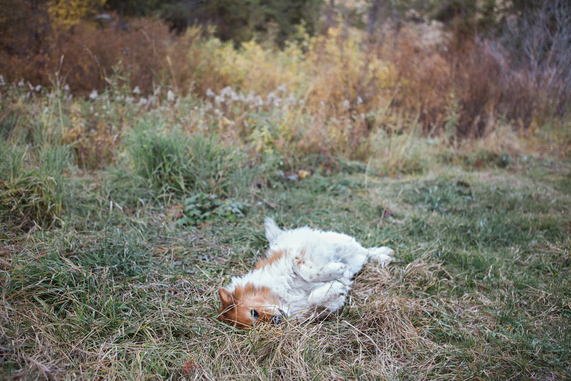 Tessie-040.jpg