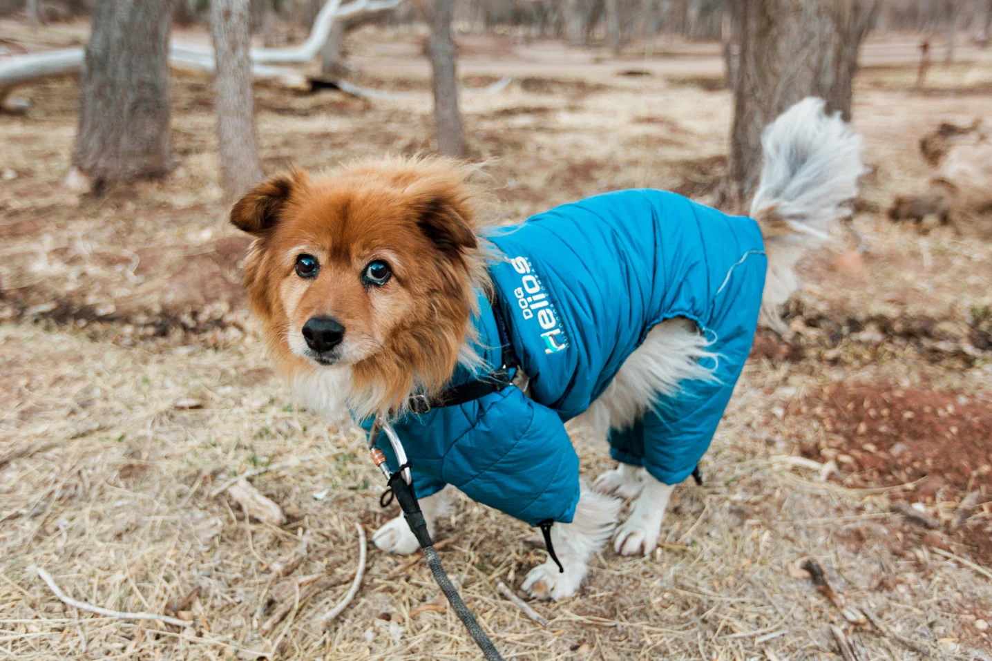 Tessie-100.jpg