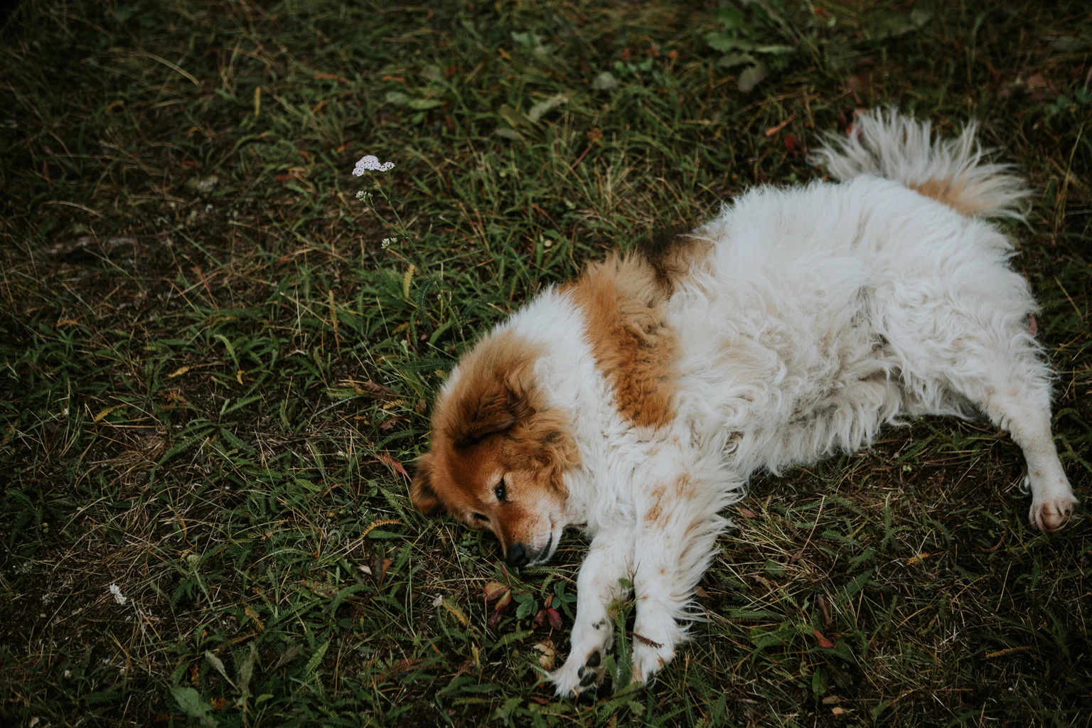 Tessie-102.jpg