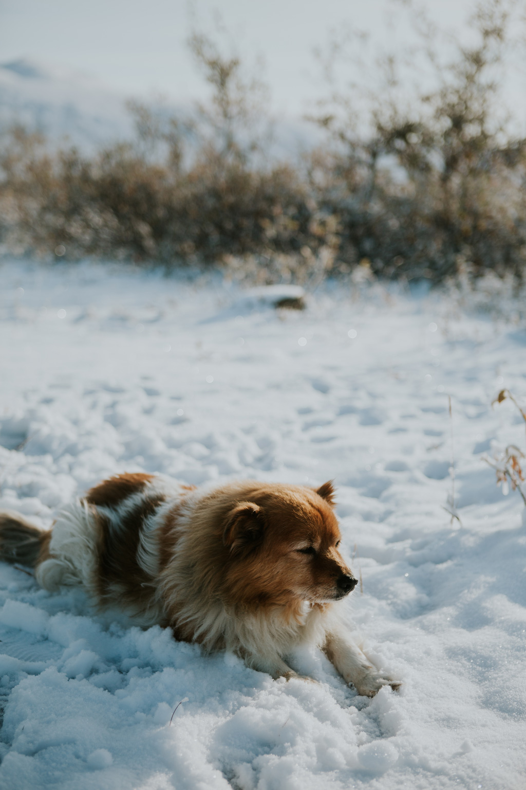 Tessie-109.jpg