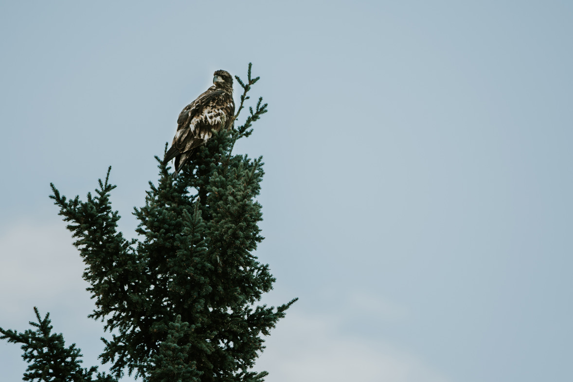 CindyGiovagnoli_British_Columbia_Yukon_Alaska_Canadian_Rockies_mountains_roadtrip--030.jpg