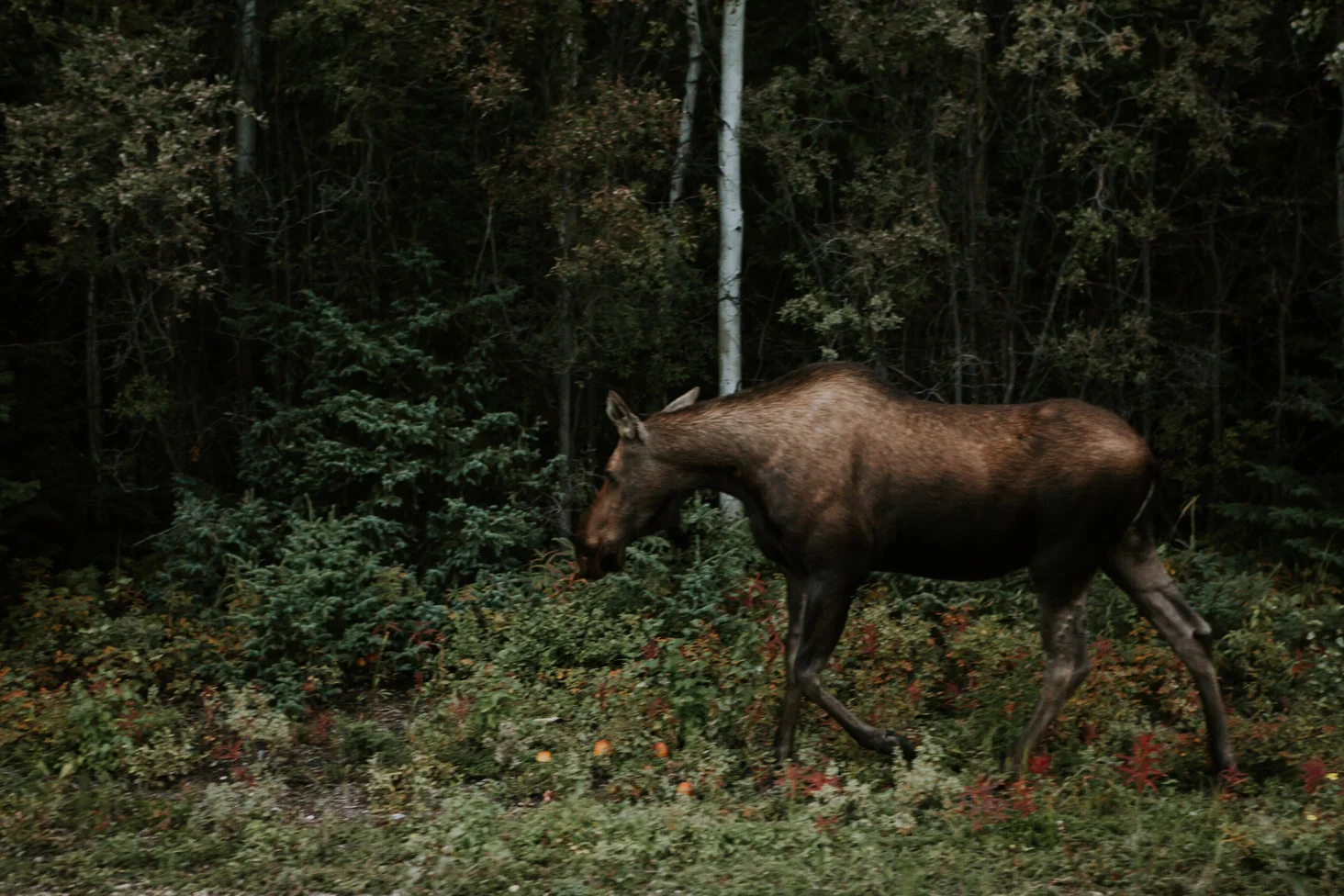 CindyGiovagnoli_British_Columbia_Yukon_Alaska_Canadian_Rockies_mountains_roadtrip--047.jpg