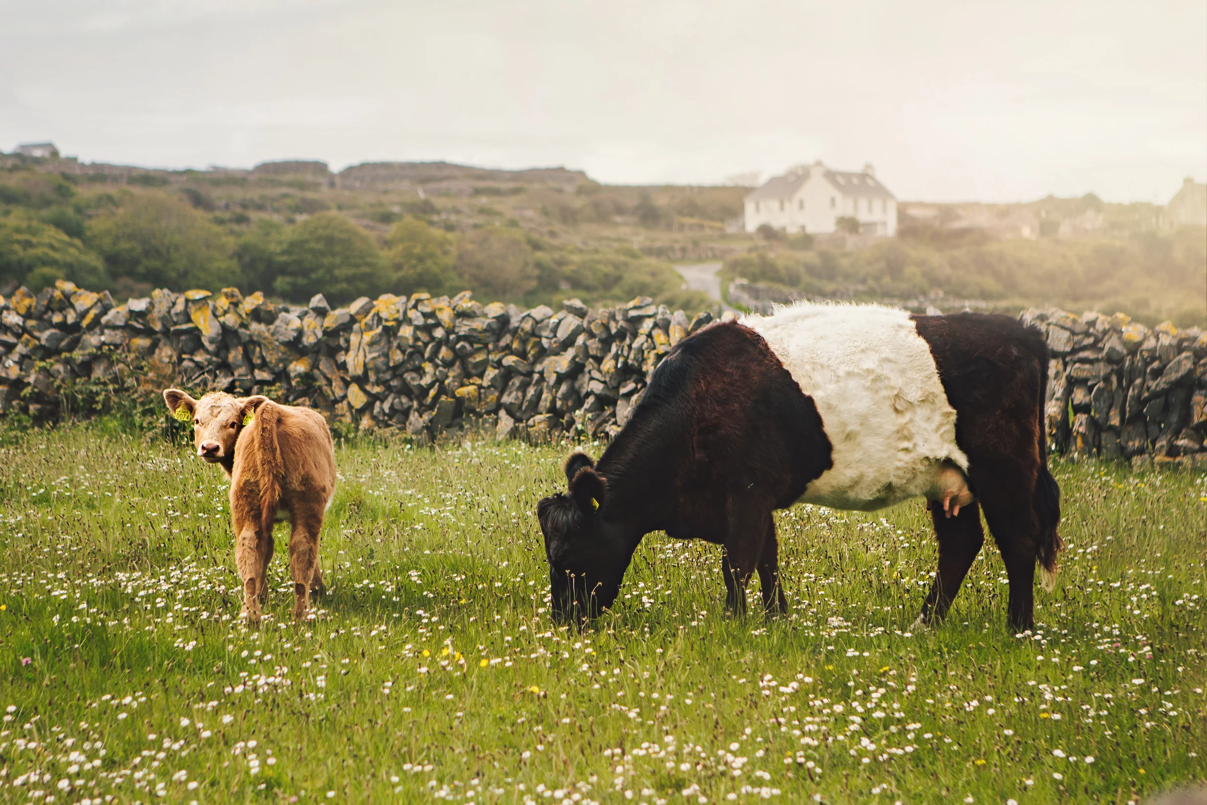 CindyGiovagnoli_Ireland_CliffsOfMoher_CountyClare-002.jpg