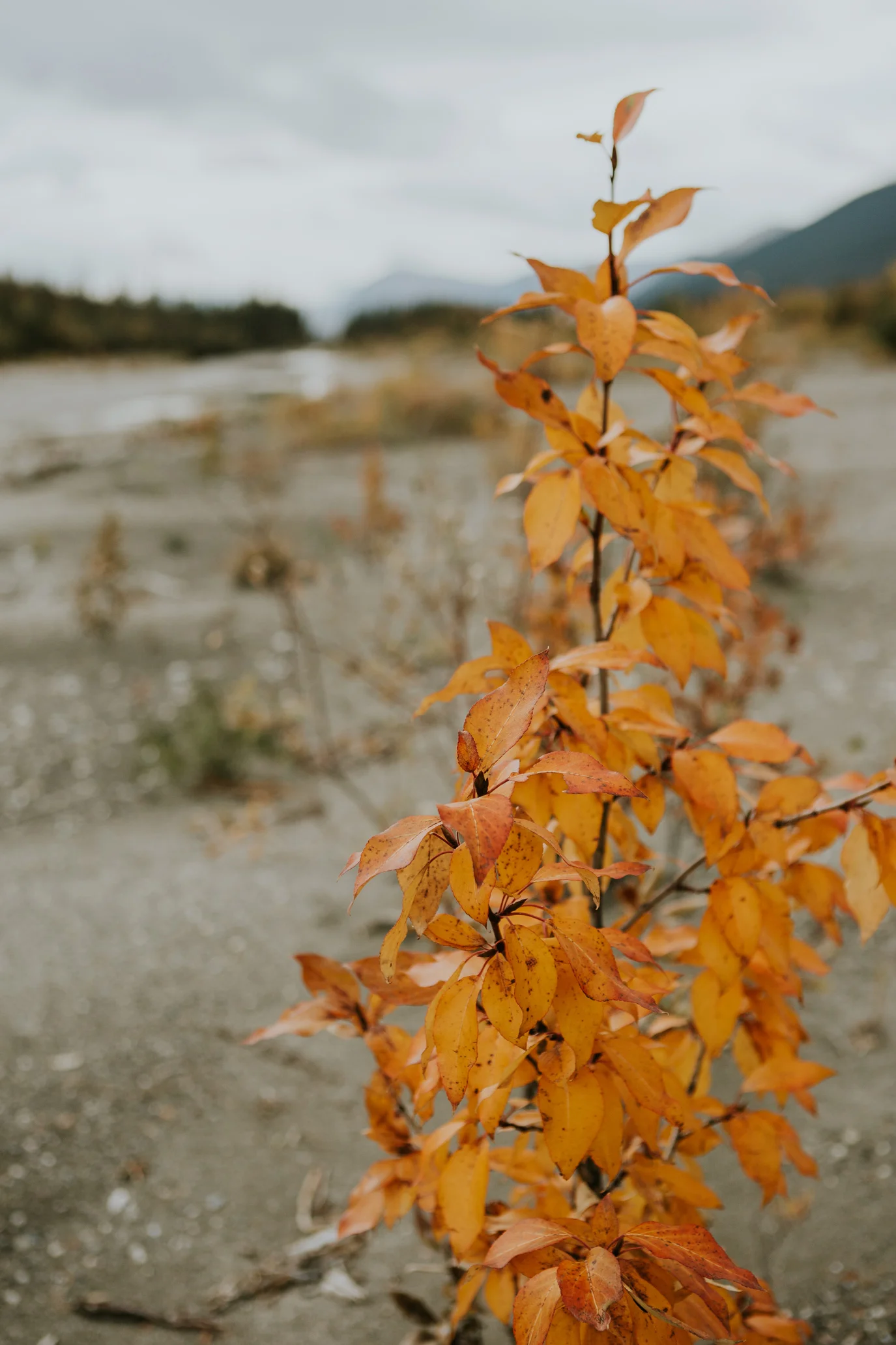CindyGiovagnoli_Alaska_KoyukukRiver_SukakpakMountain_JimRiver_ArcticCircle_fly_fishing_September-021.jpg