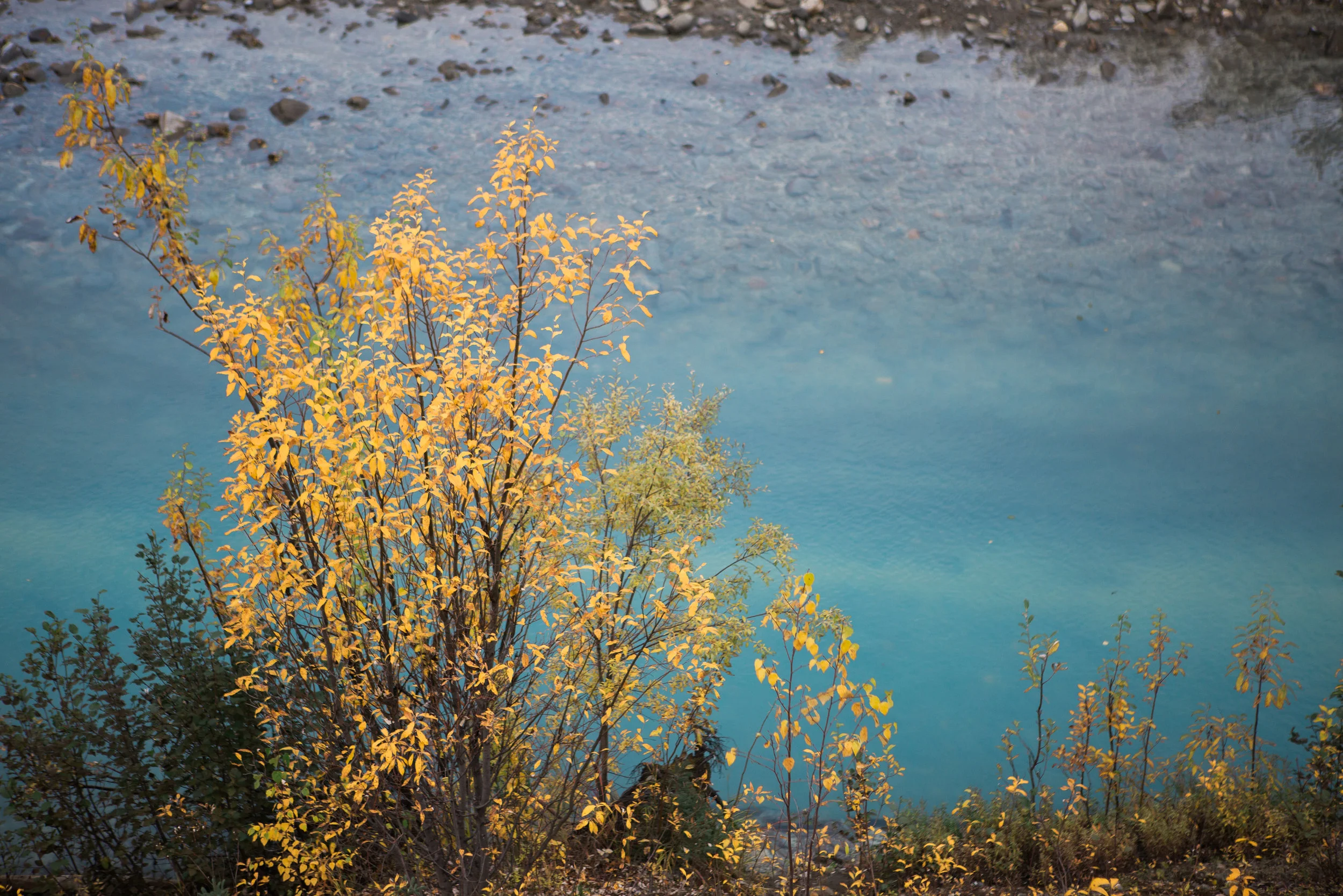 CindyGiovagnoli_Alaska_KoyukukRiver_SukakpakMountain_JimRiver_ArcticCircle_fly_fishing_September-053.jpg