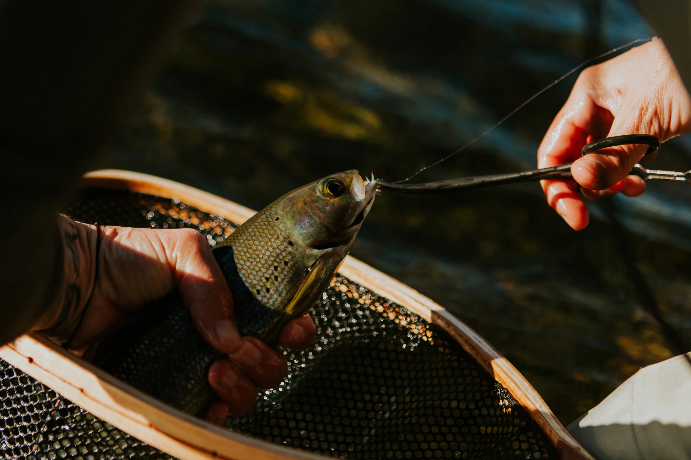 CindyGiovagnoli_Alaska_KoyukukRiver_SukakpakMountain_JimRiver_ArcticCircle_fly_fishing_September-069.jpg
