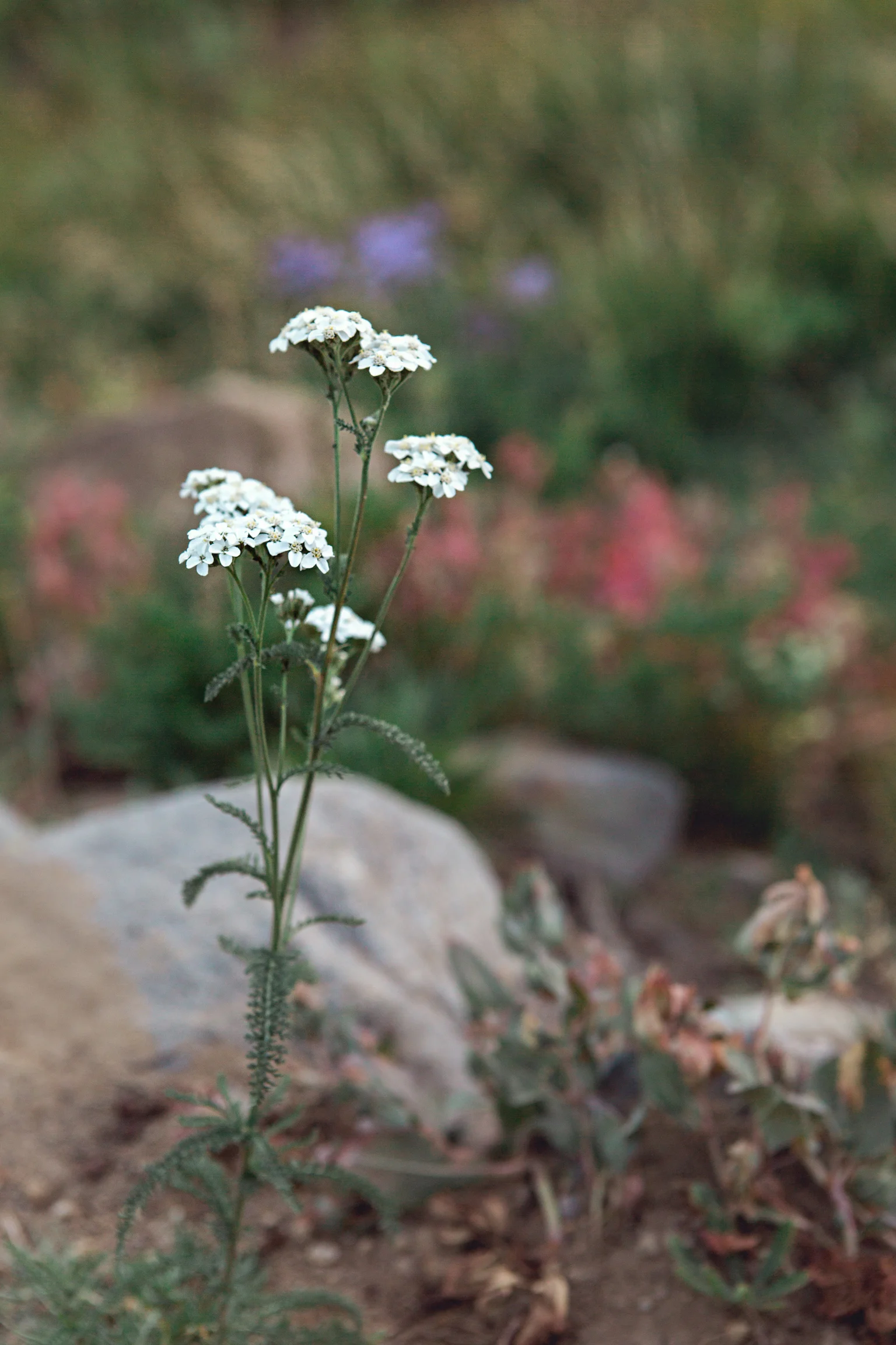 CindyGiovagnoli_MountRainierNationalPark_Washington_Seattle_PNW-002.jpg