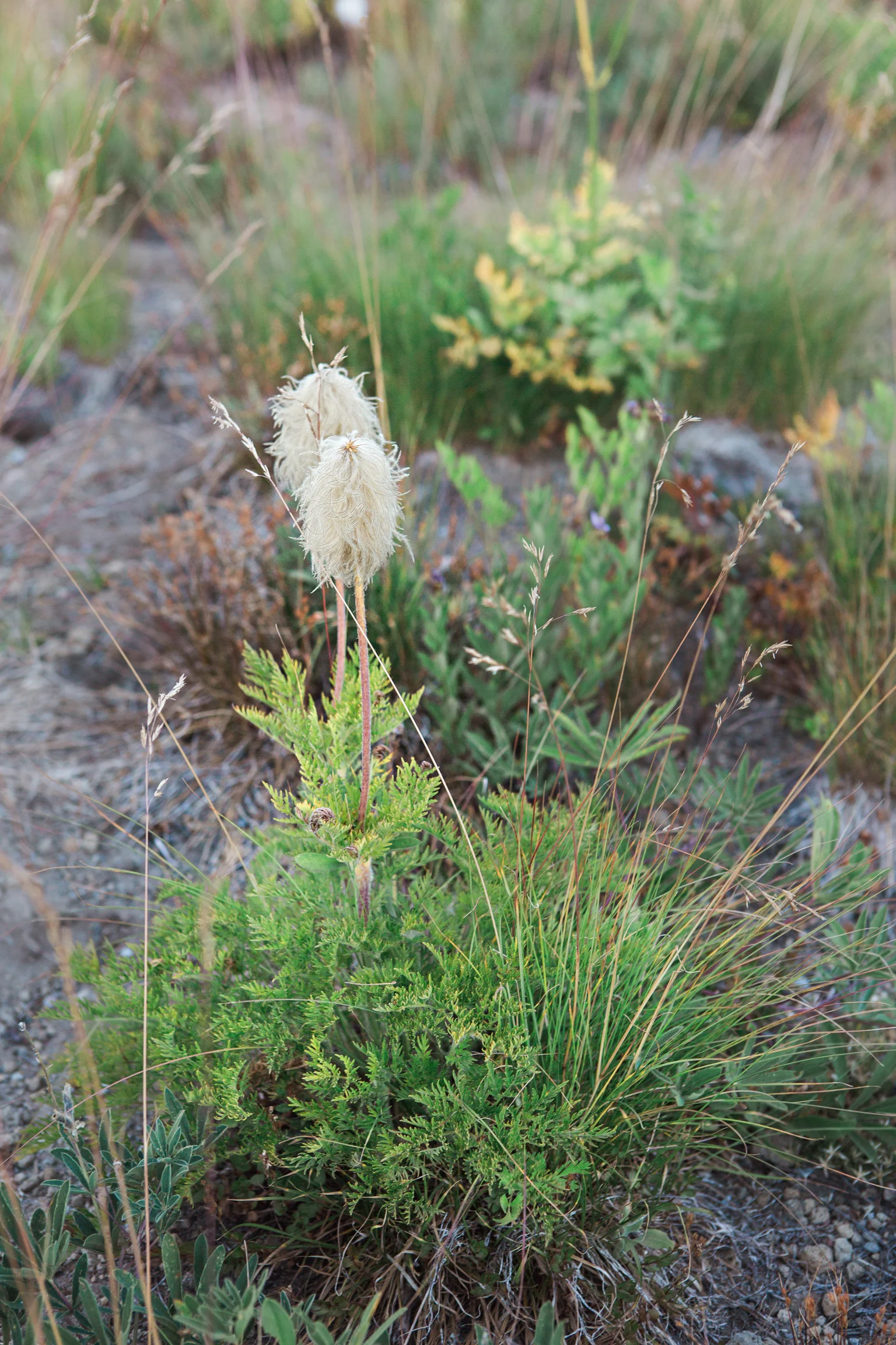 CindyGiovagnoli_MountRainierNationalPark_Washington_Seattle_PNW-005.jpg