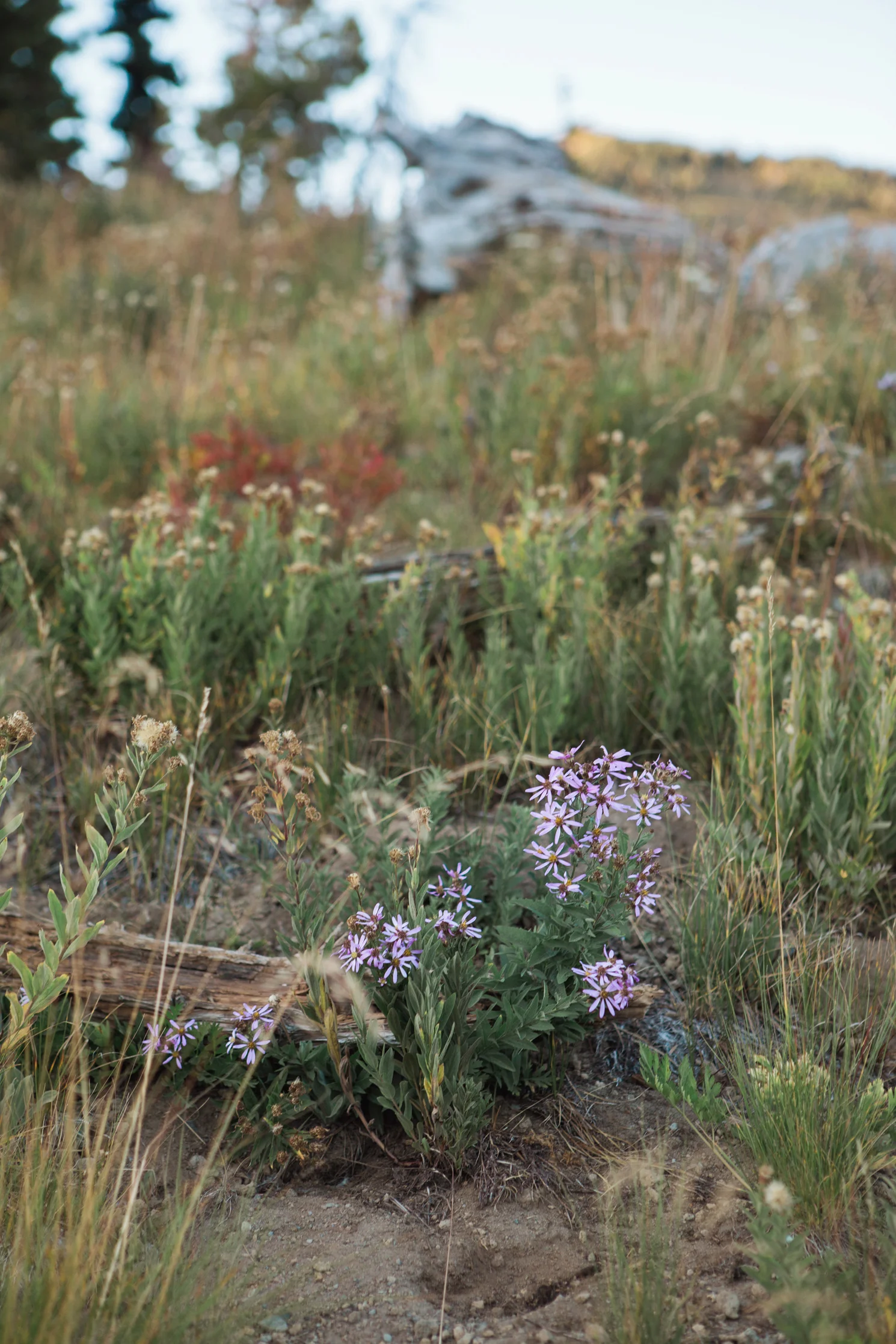 CindyGiovagnoli_MountRainierNationalPark_Washington_Seattle_PNW-008.jpg