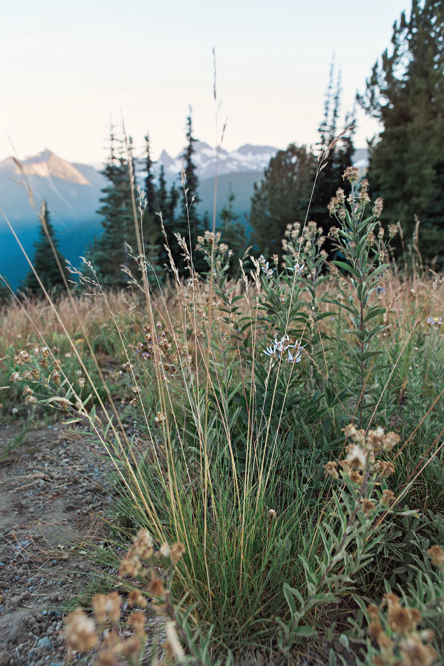 CindyGiovagnoli_MountRainierNationalPark_Washington_Seattle_PNW-016.jpg