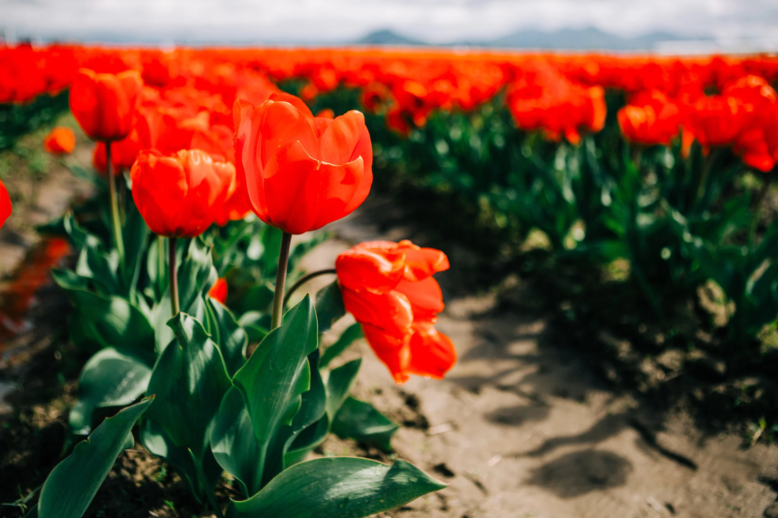 CindyGiovagnoli_Washington_PNW_tulip_NorthCascades-001.jpg