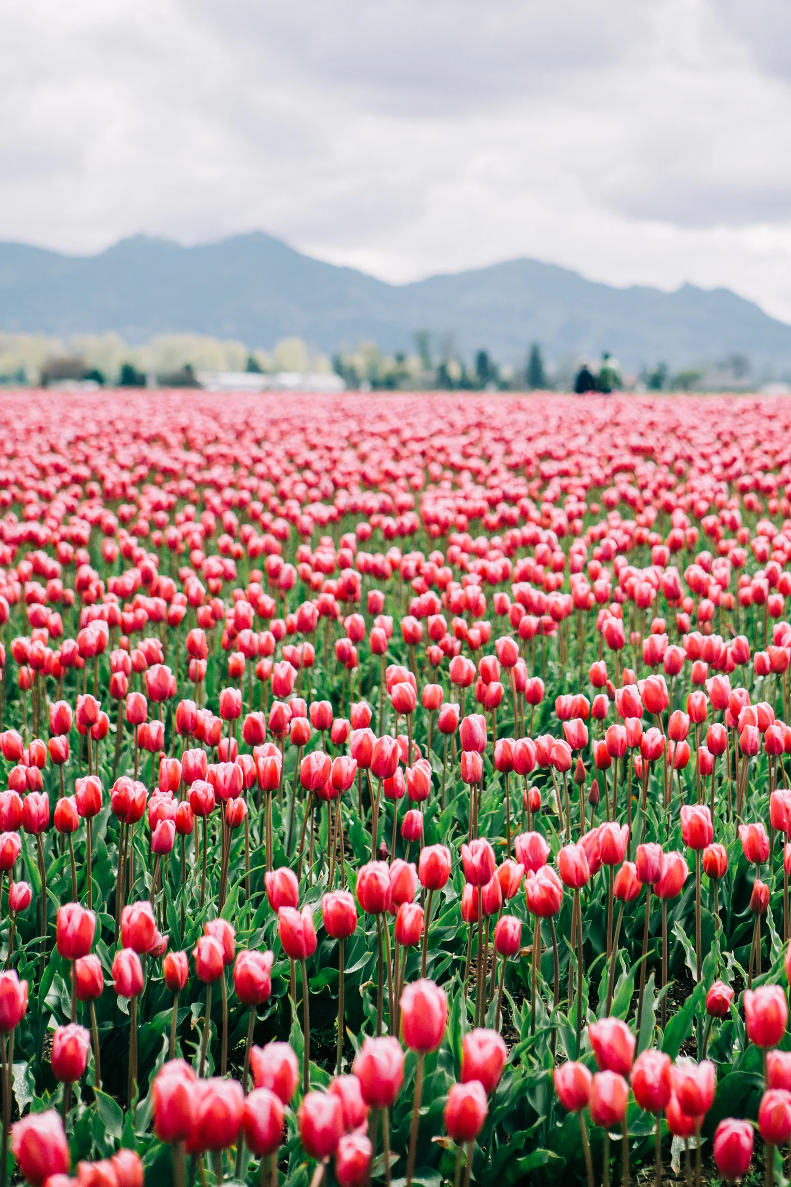 CindyGiovagnoli_Washington_PNW_tulip_NorthCascades-002.jpg