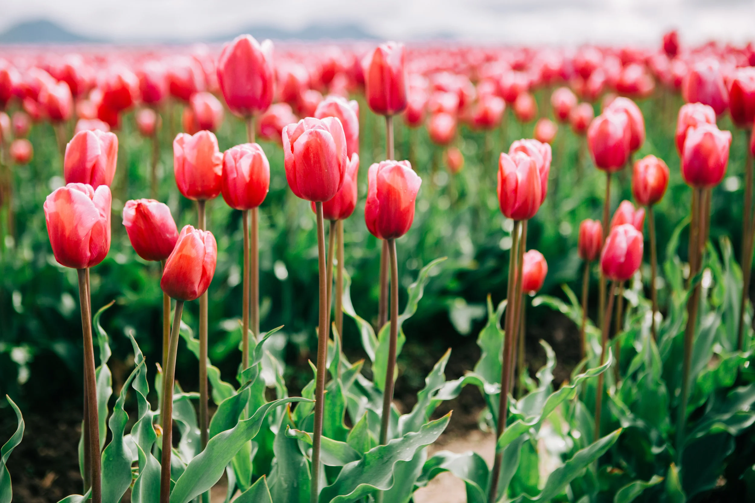CindyGiovagnoli_Washington_PNW_tulip_NorthCascades-005.jpg