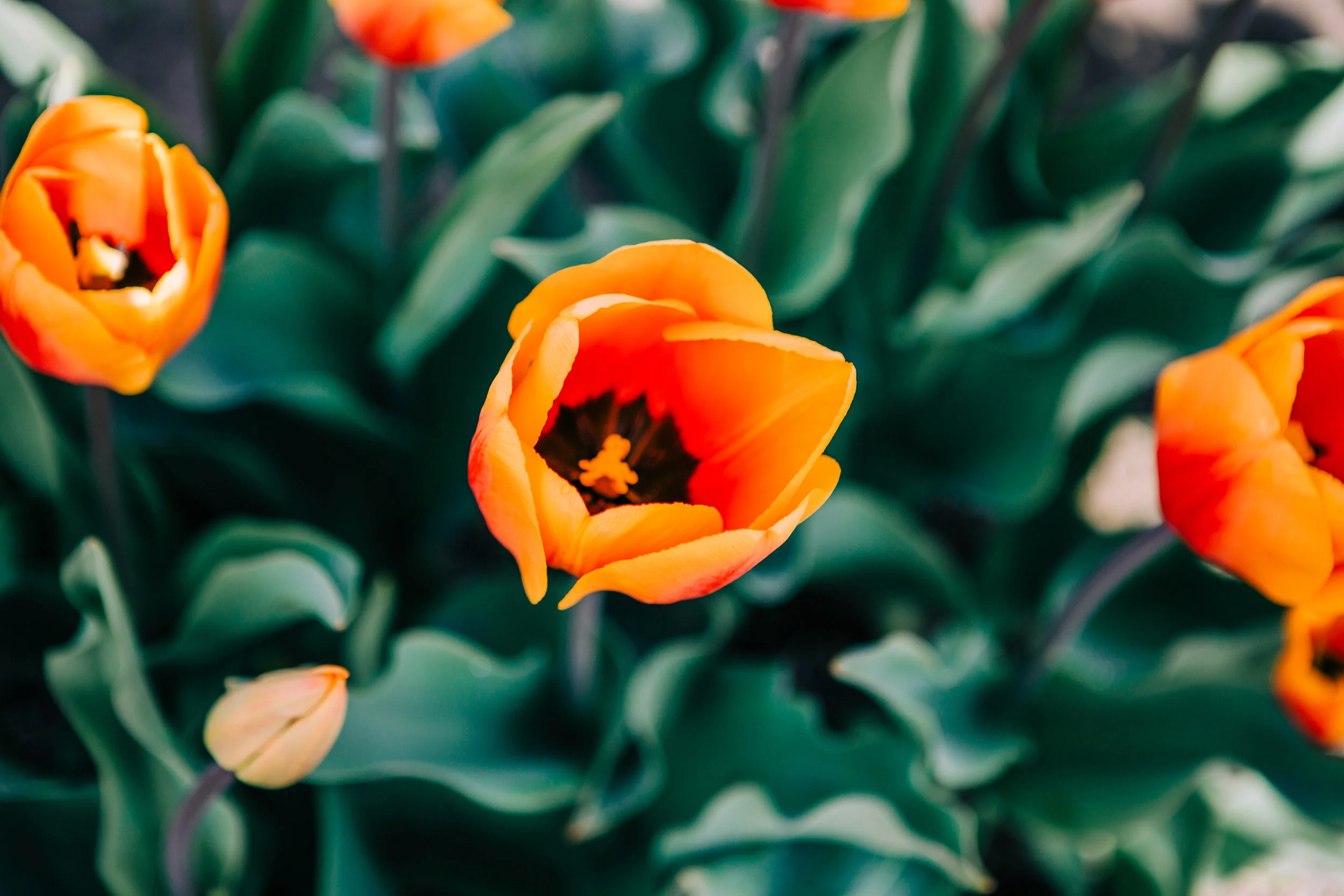 CindyGiovagnoli_Washington_PNW_tulip_NorthCascades-006.jpg