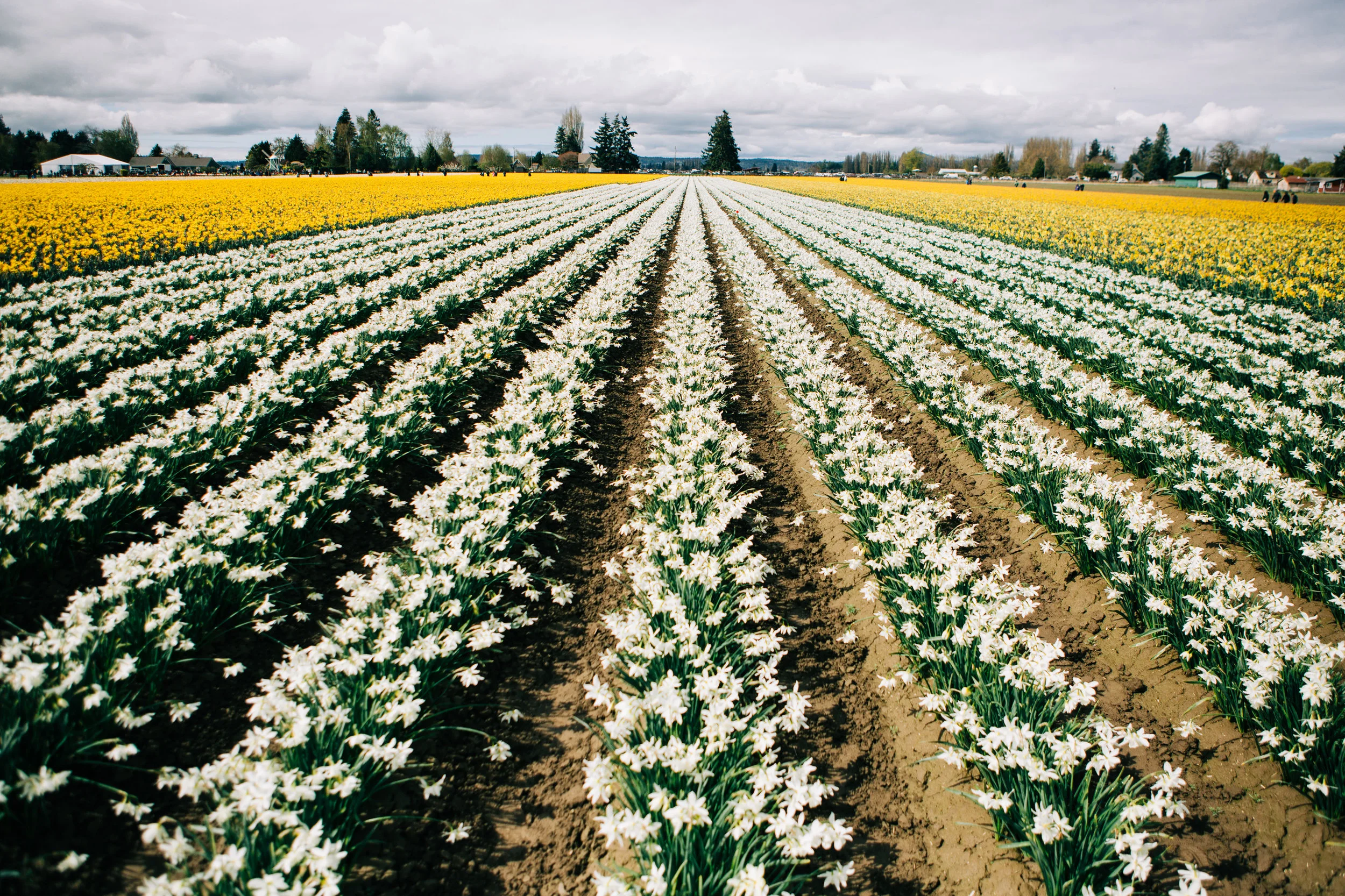 CindyGiovagnoli_Washington_PNW_tulip_NorthCascades-004.jpg