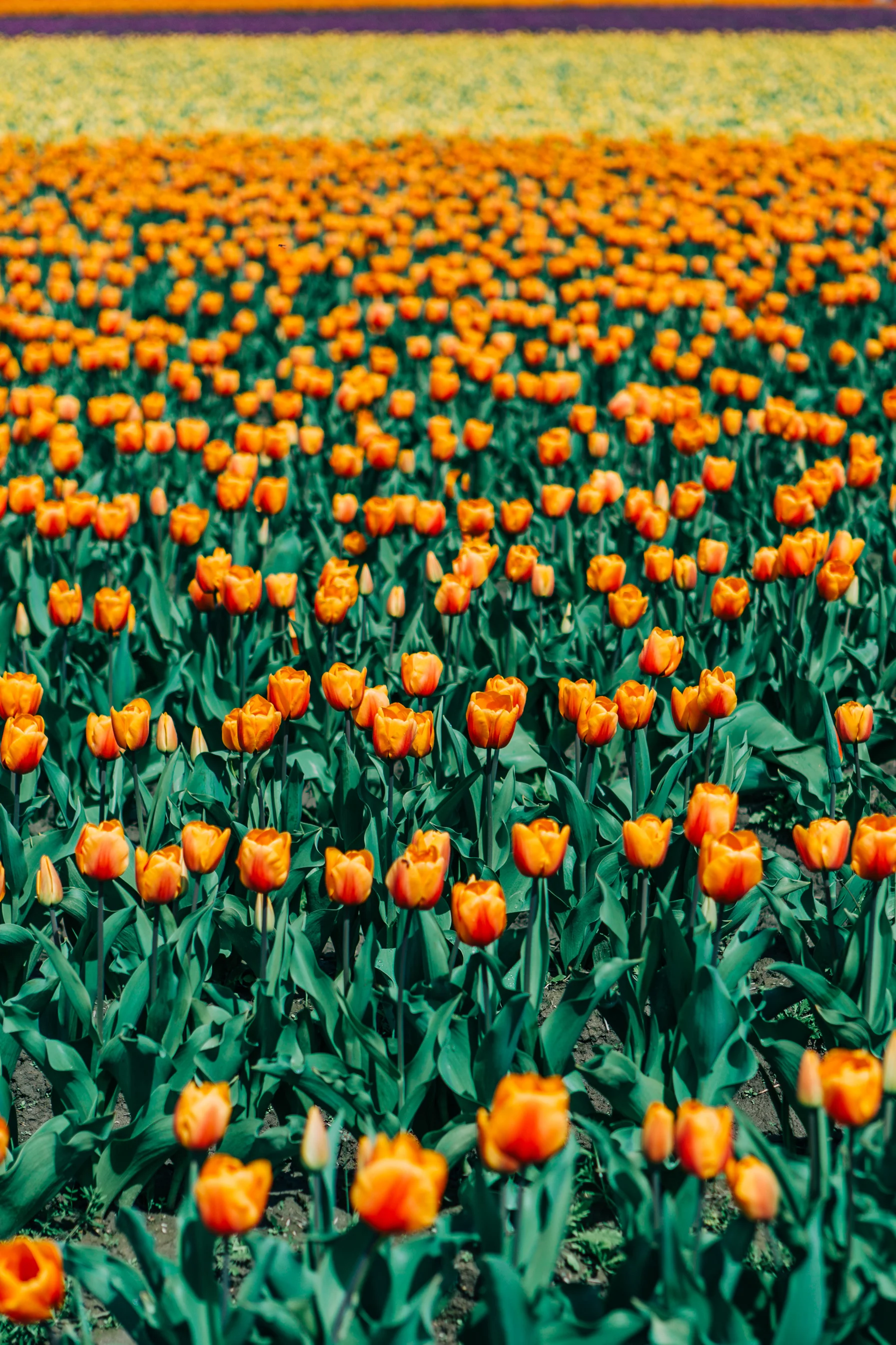 CindyGiovagnoli_Washington_PNW_tulip_NorthCascades-008.jpg
