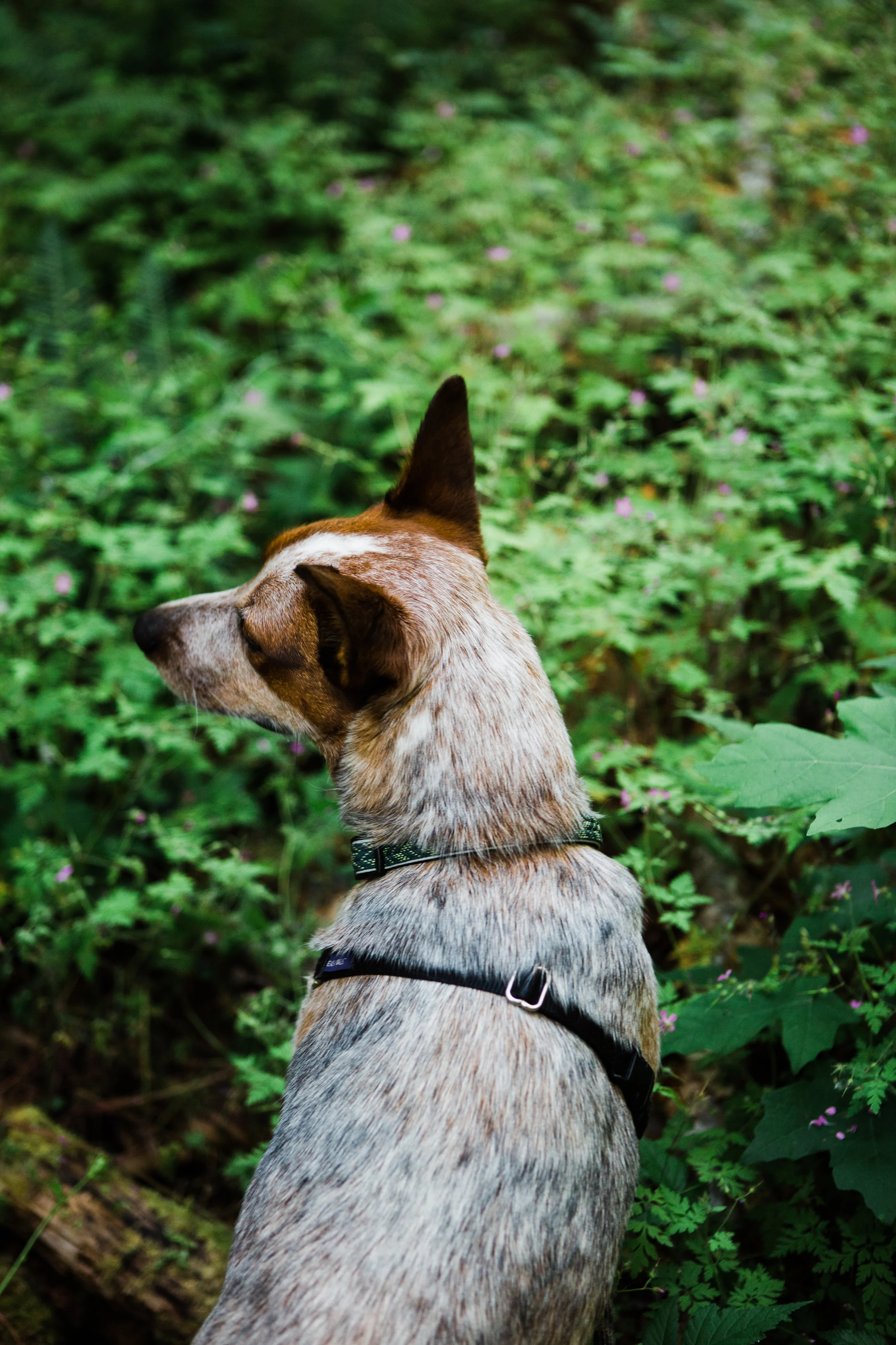 CindyGiovagnoli_NorthCascadesNationalPark_CascadeRiverPark_MtBakerSnoqualmie_Washington_PNW_Seattle_PacificNorthwest-005.jpg