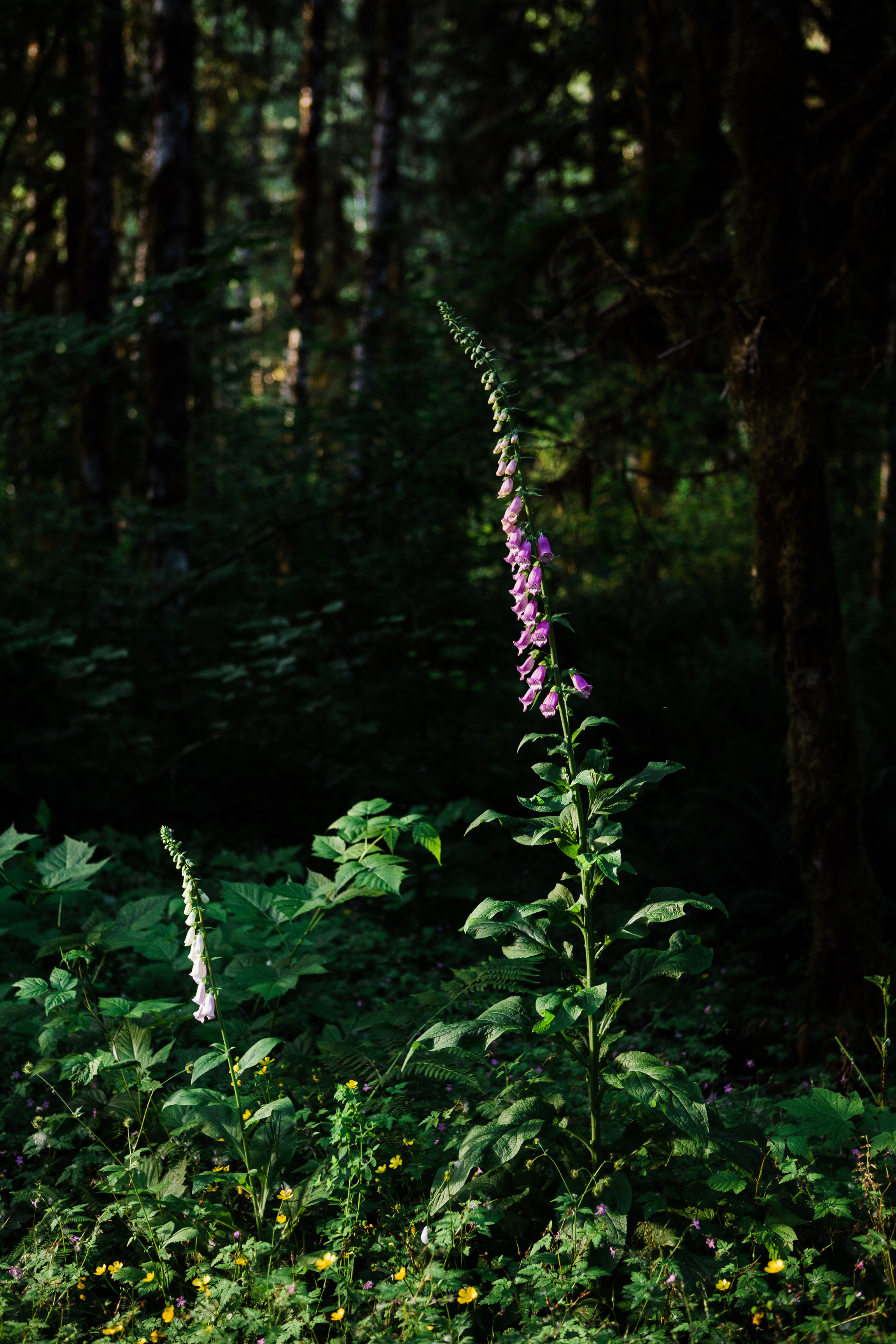 CindyGiovagnoli_NorthCascadesNationalPark_CascadeRiverPark_MtBakerSnoqualmie_Washington_PNW_Seattle_PacificNorthwest-007.jpg