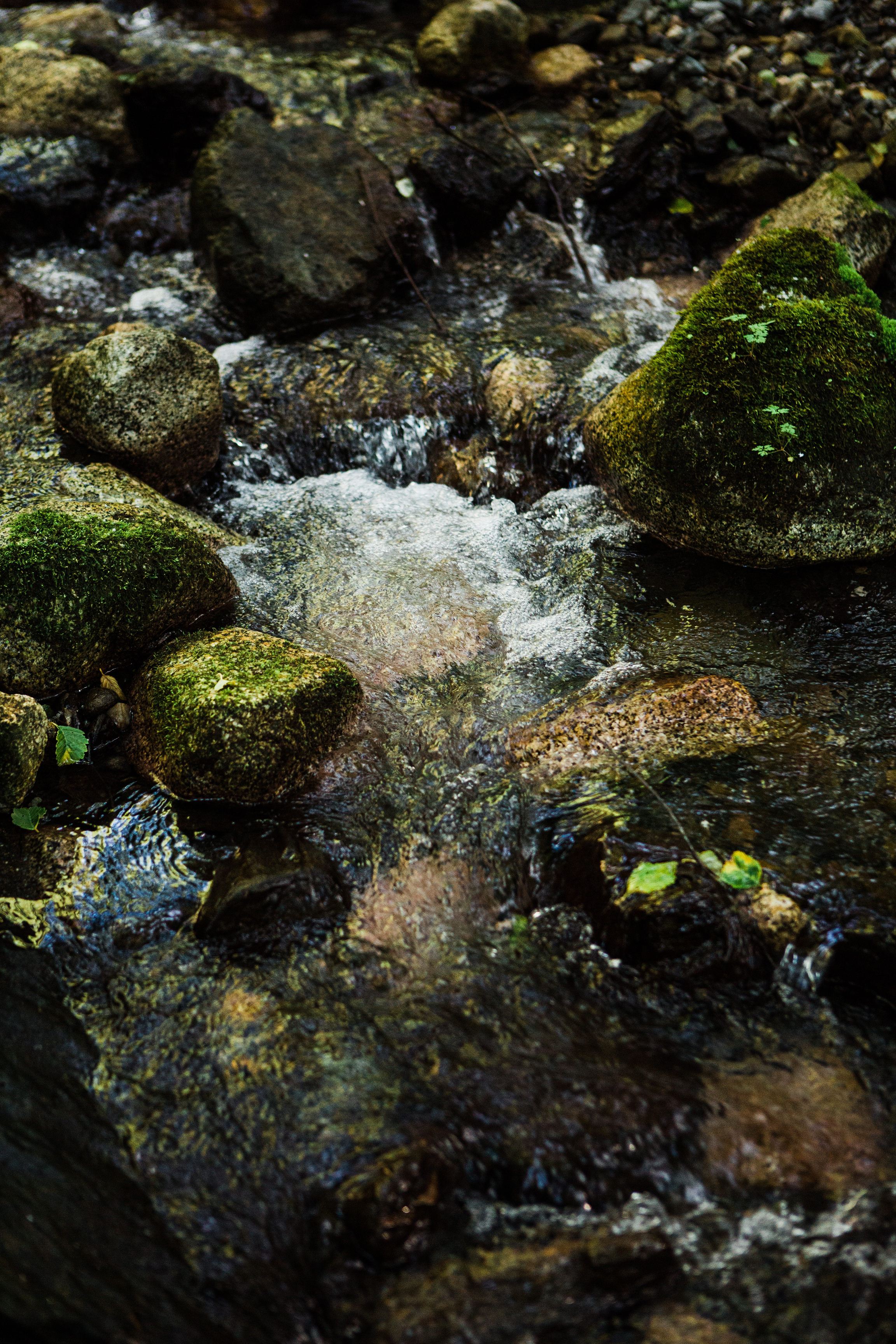 CindyGiovagnoli_NorthCascadesNationalPark_CascadeRiverPark_MtBakerSnoqualmie_Washington_PNW_Seattle_PacificNorthwest-008.jpg