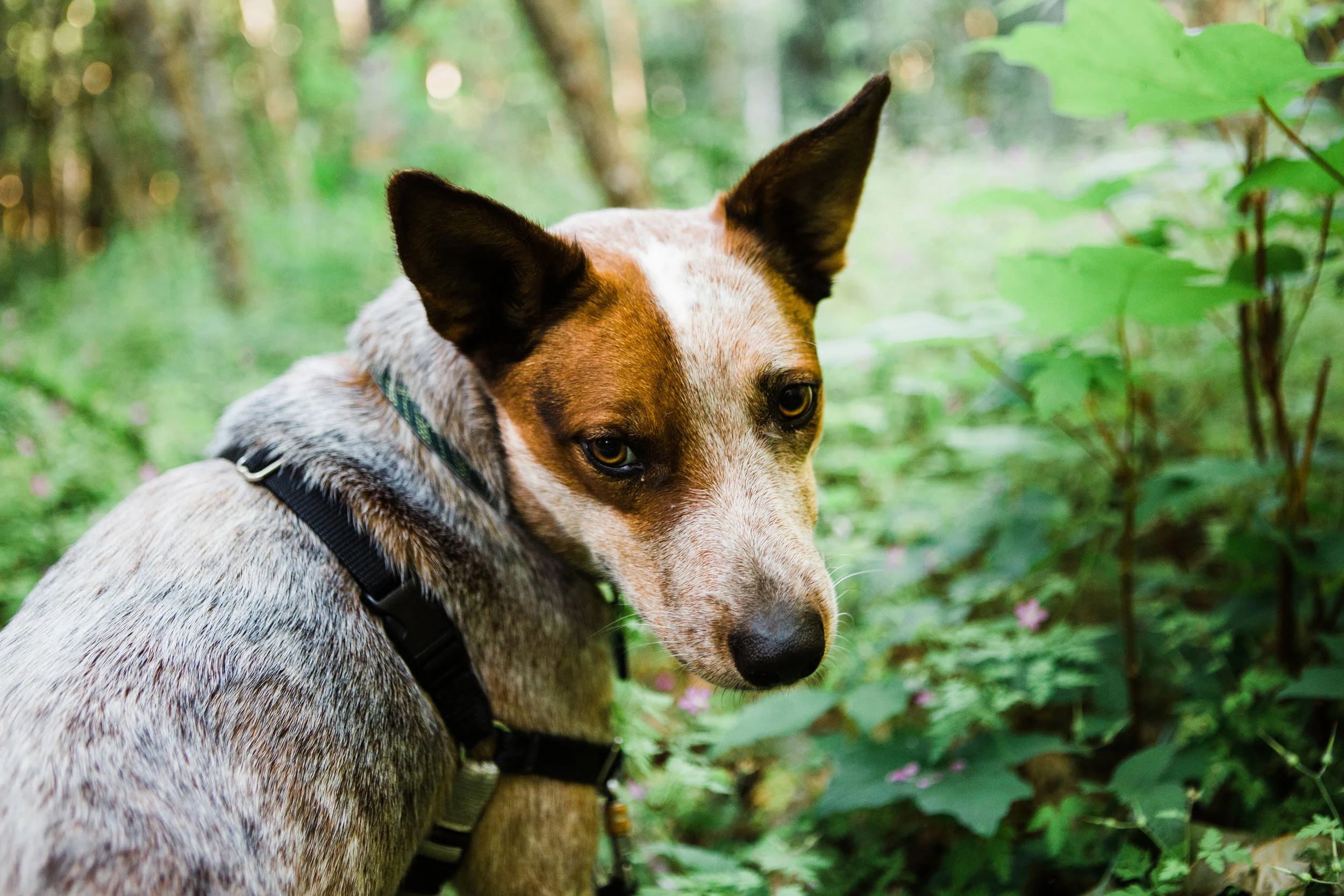 CindyGiovagnoli_NorthCascadesNationalPark_CascadeRiverPark_MtBakerSnoqualmie_Washington_PNW_Seattle_PacificNorthwest-013.jpg