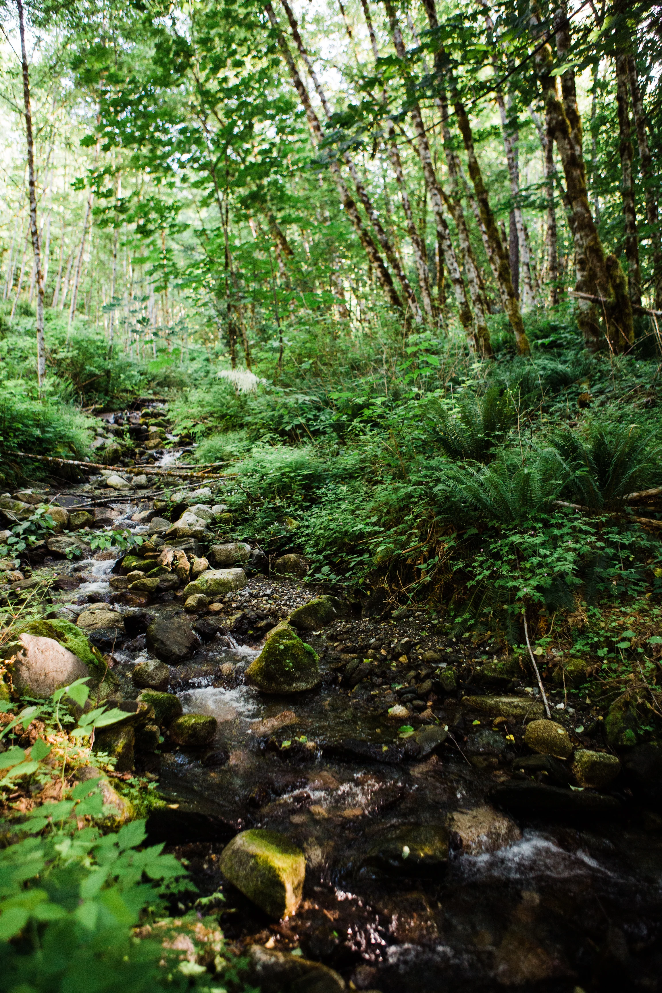 CindyGiovagnoli_NorthCascadesNationalPark_CascadeRiverPark_MtBakerSnoqualmie_Washington_PNW_Seattle_PacificNorthwest-017.jpg
