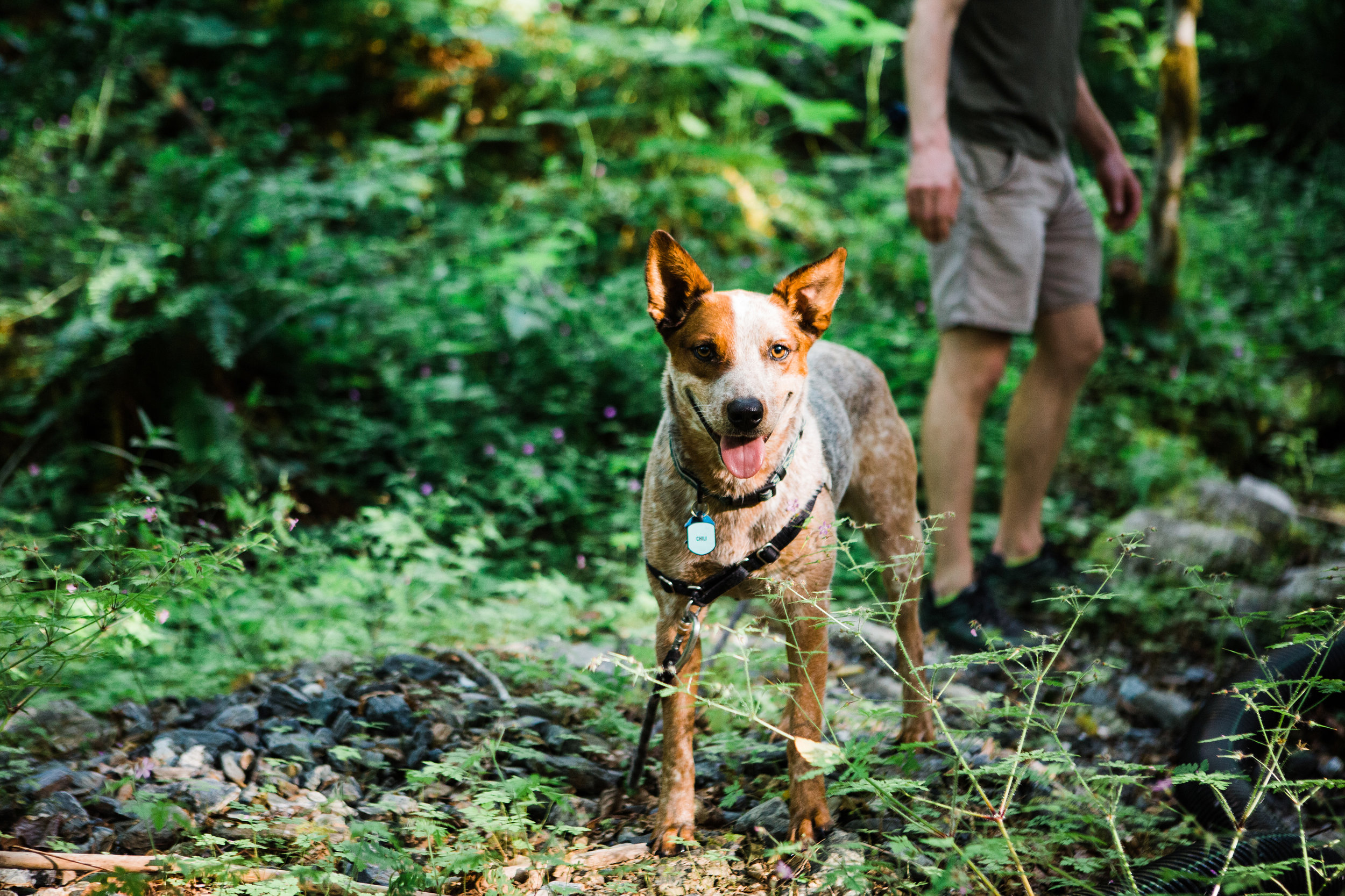 CindyGiovagnoli_NorthCascadesNationalPark_CascadeRiverPark_MtBakerSnoqualmie_Washington_PNW_Seattle_PacificNorthwest-019.jpg