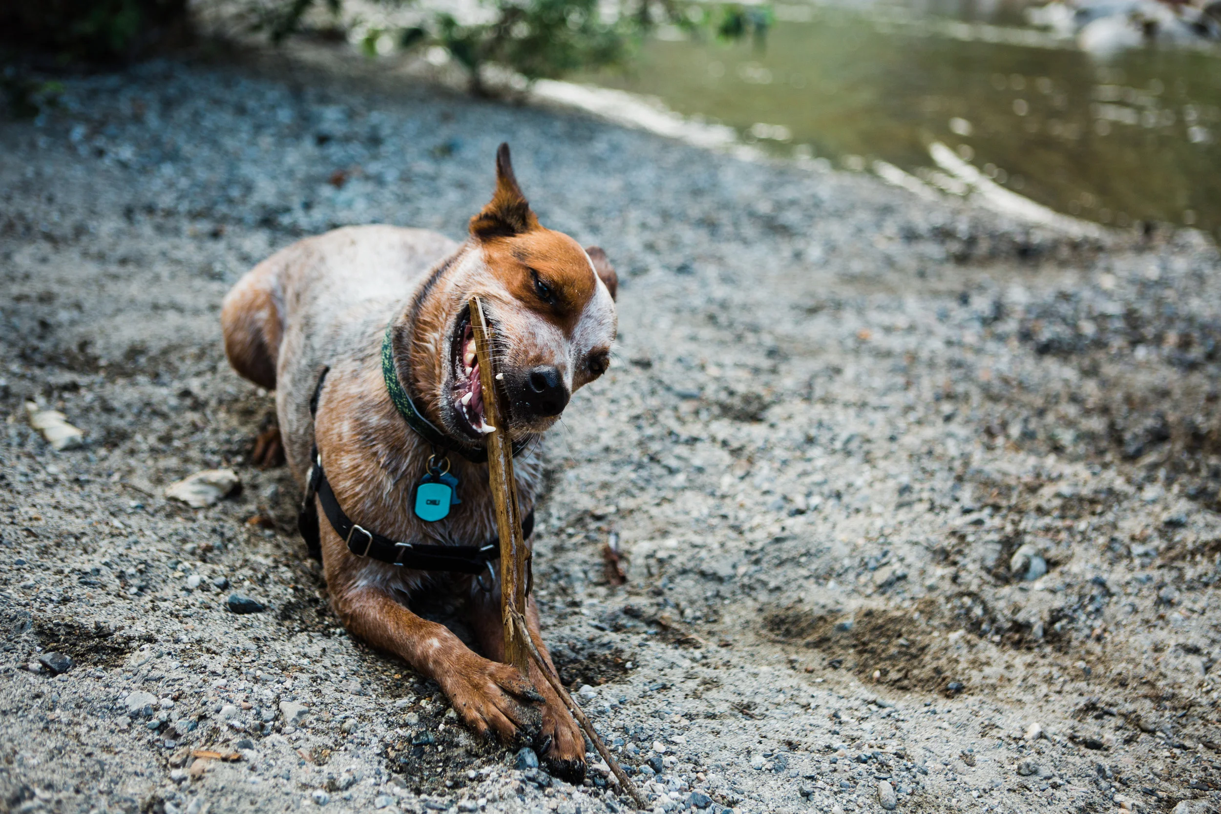 CindyGiovagnoli_NorthCascadesNationalPark_CascadeRiverPark_MtBakerSnoqualmie_Washington_PNW_Seattle_PacificNorthwest-021.jpg
