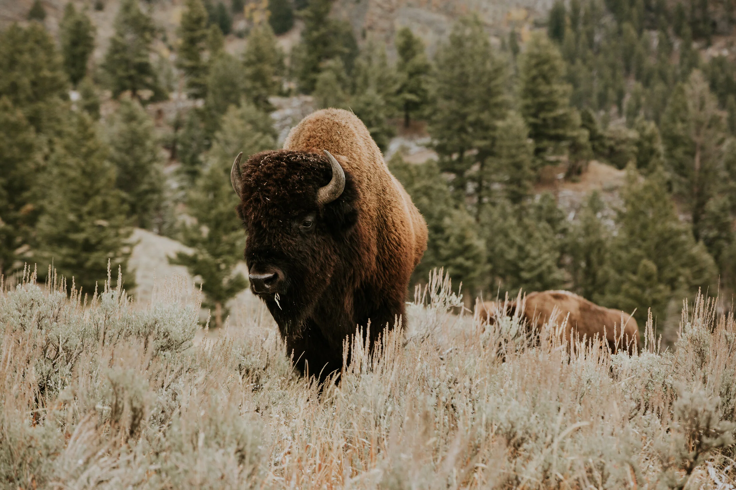 CindyGiovagnoli_Road_Trip_Travel_National_Parks_Explore_America-036.jpg