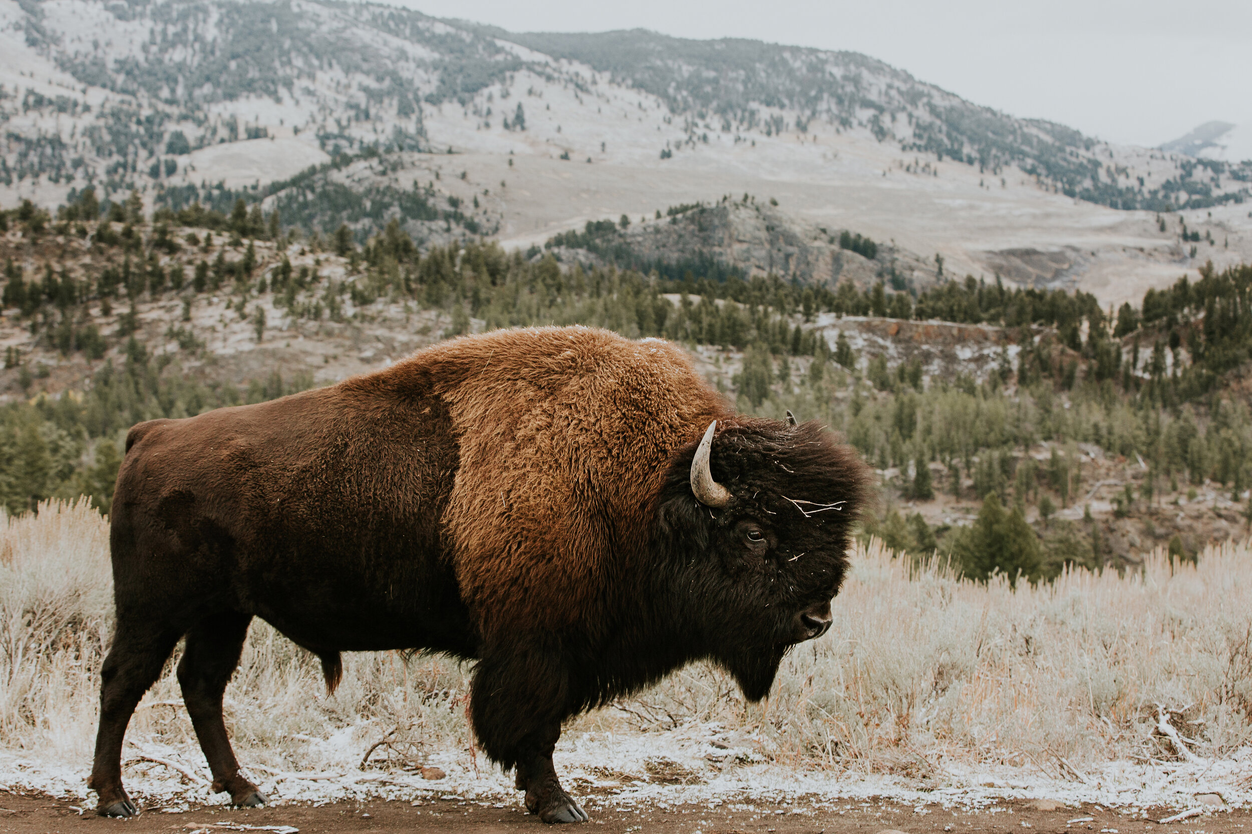 CindyGiovagnoli_Road_Trip_Travel_National_Parks_Explore_America-041.jpg