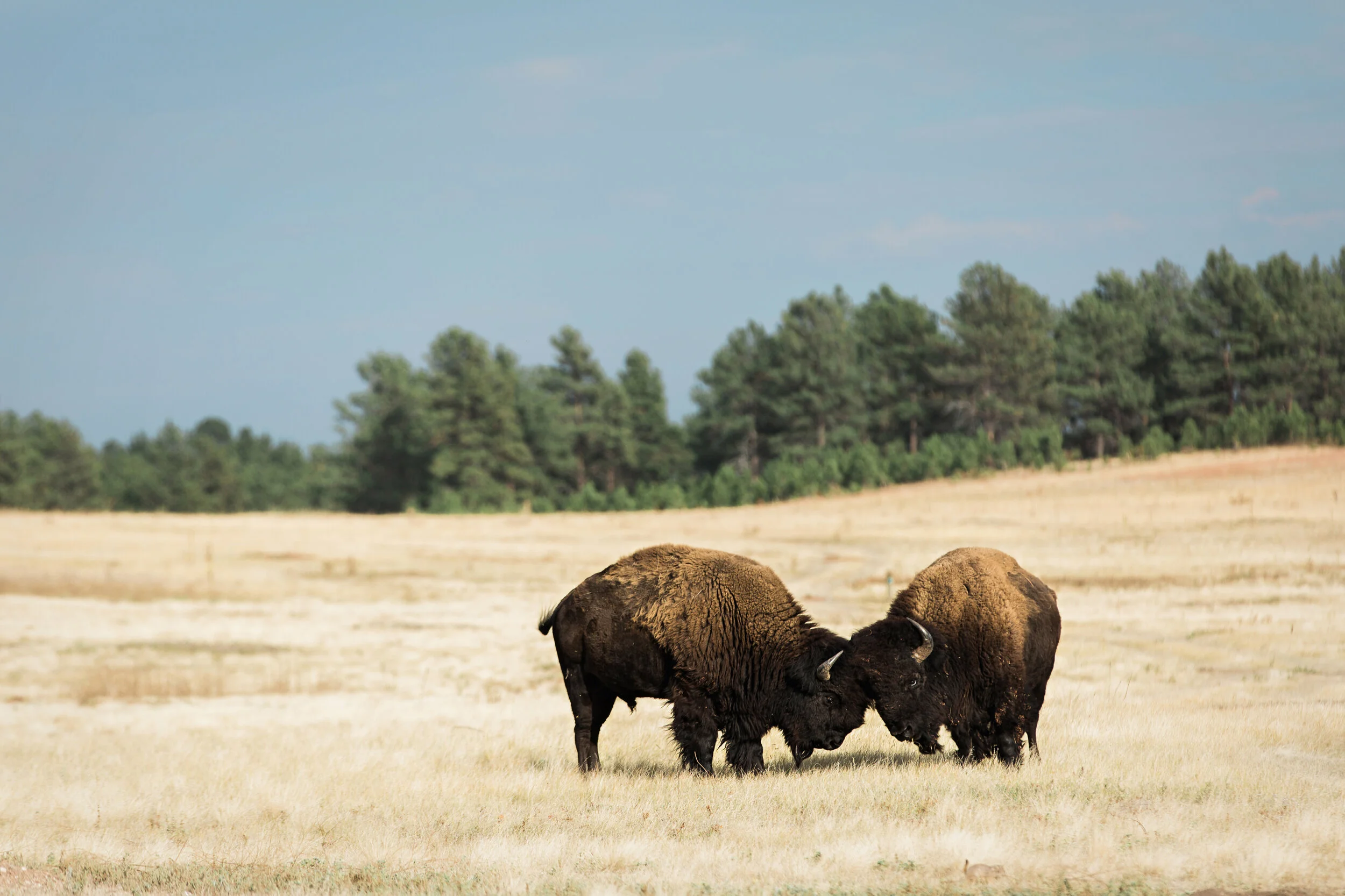 CindyGiovagnoli_Road_Trip_Travel_National_Parks_Explore_America-048.jpg