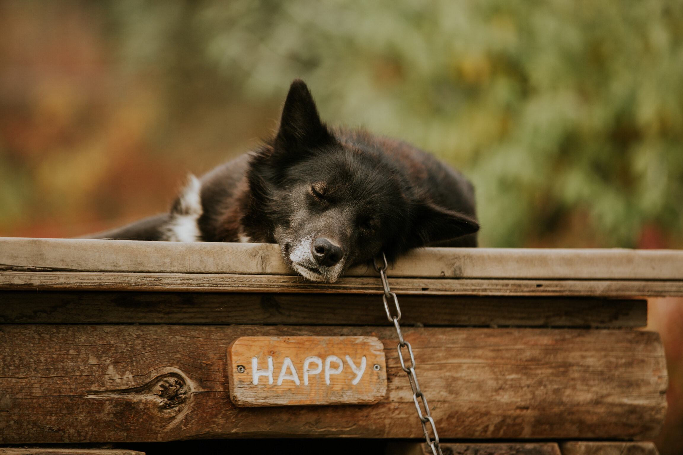 CindyGiovagnoli_Denali_Nation_Park_Alaska_autumn_fall_camping_outdoors-001.jpg
