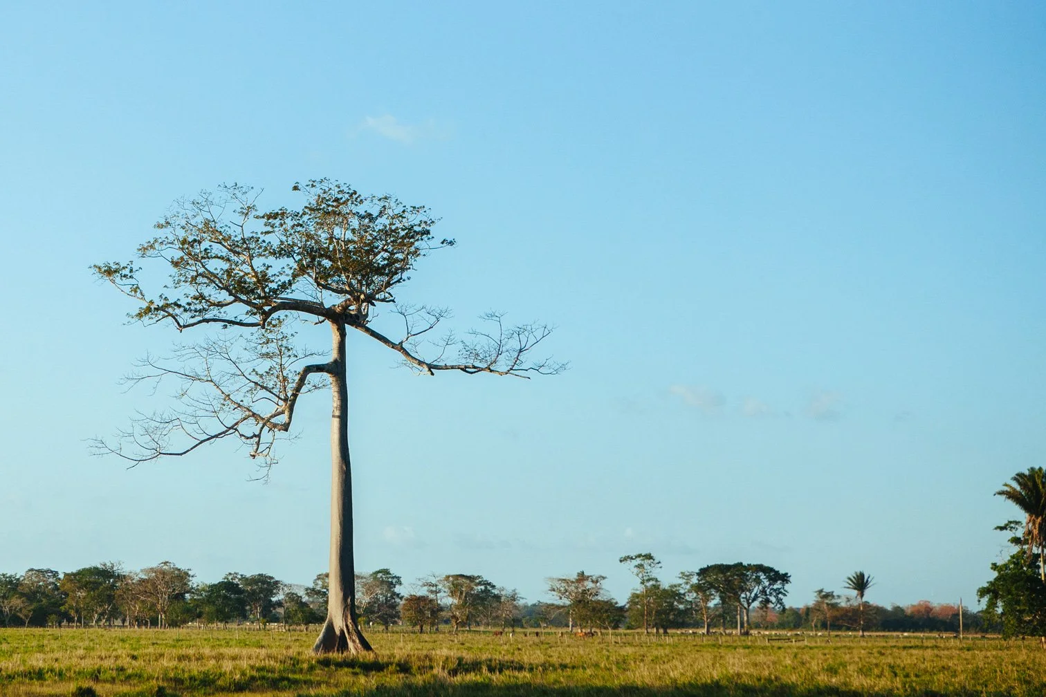 The Ceiba Tree