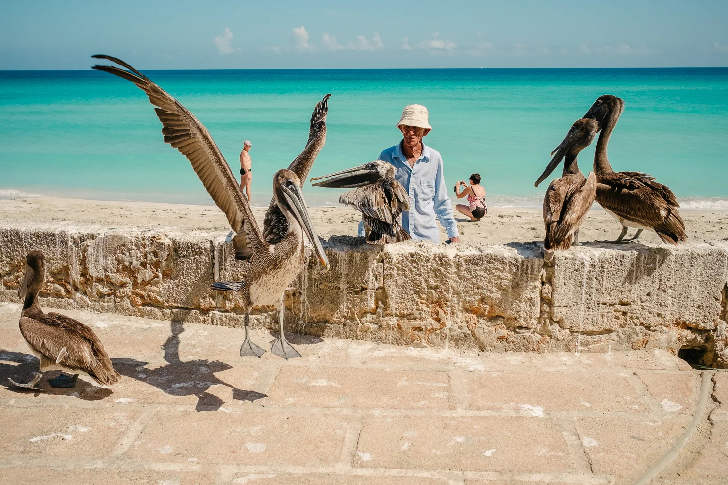 Man feeding pelicans on the beach in front of Al Capone's house in Varadero, Cuba 2015.
