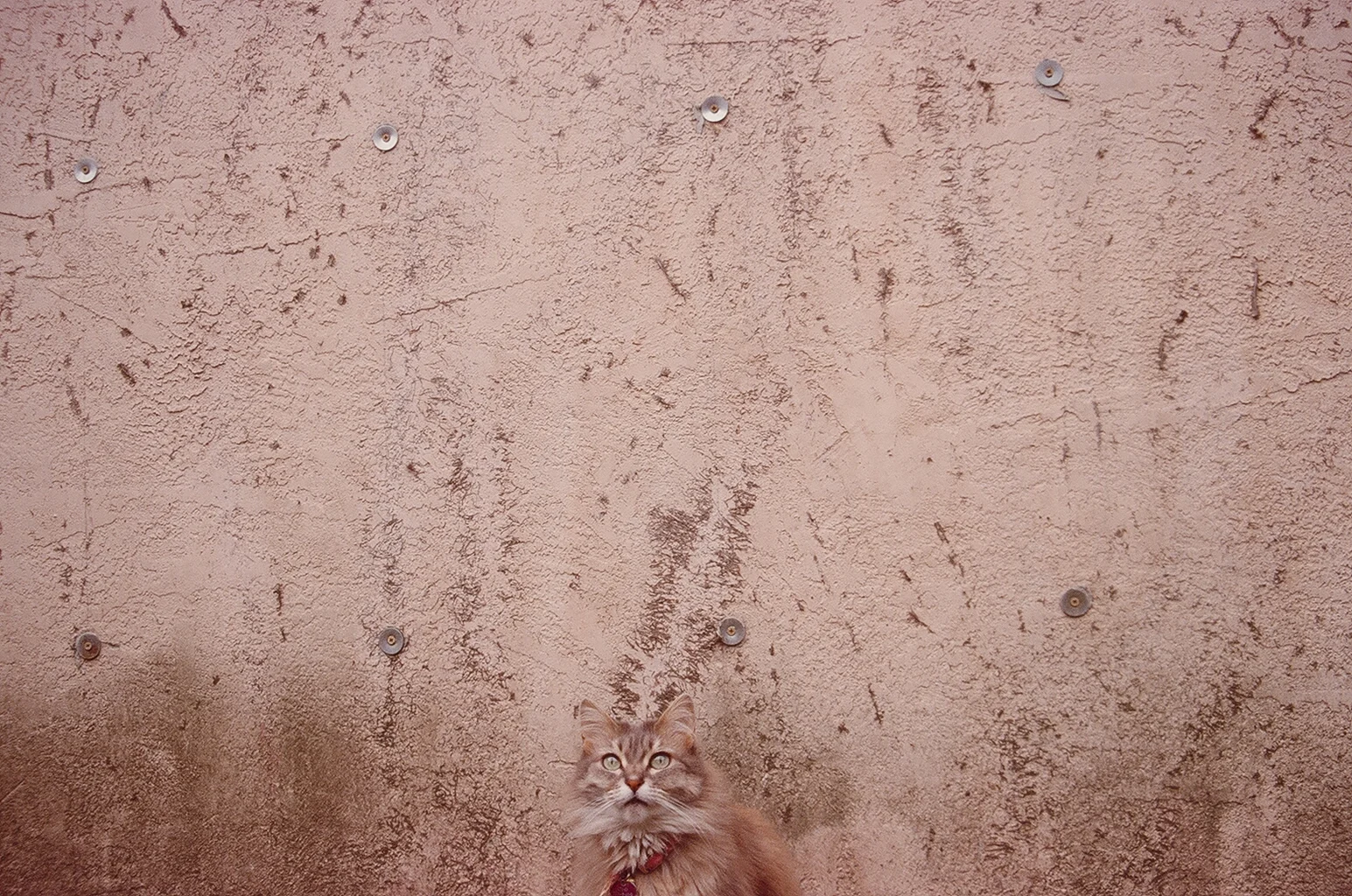 40740033.JPG