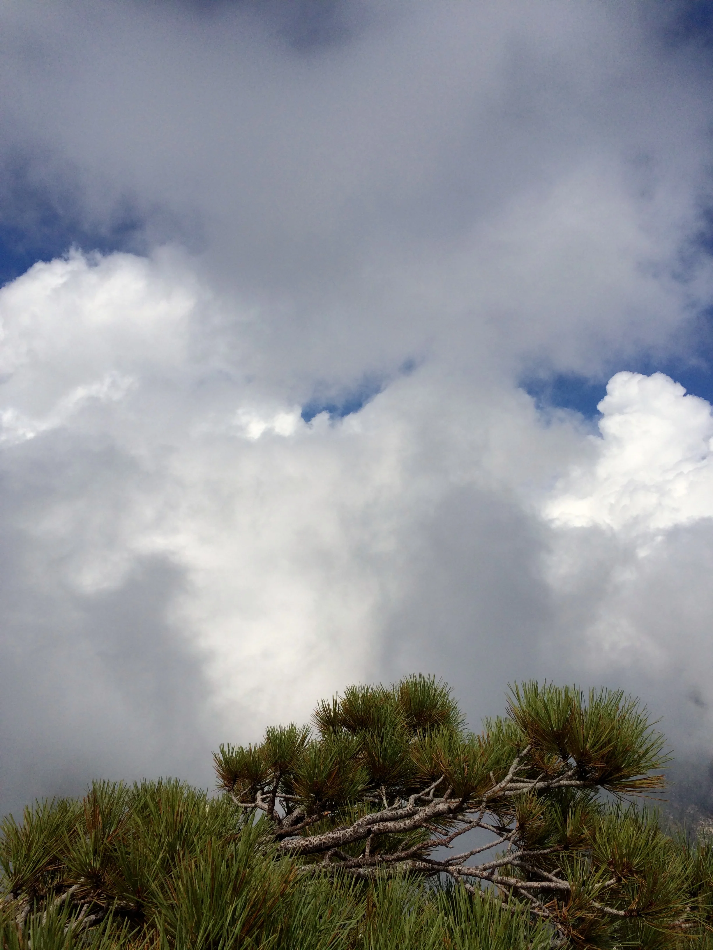 Jeffrey pine (not the famous Ansel Adams one, but Dave pointed out that one also.)