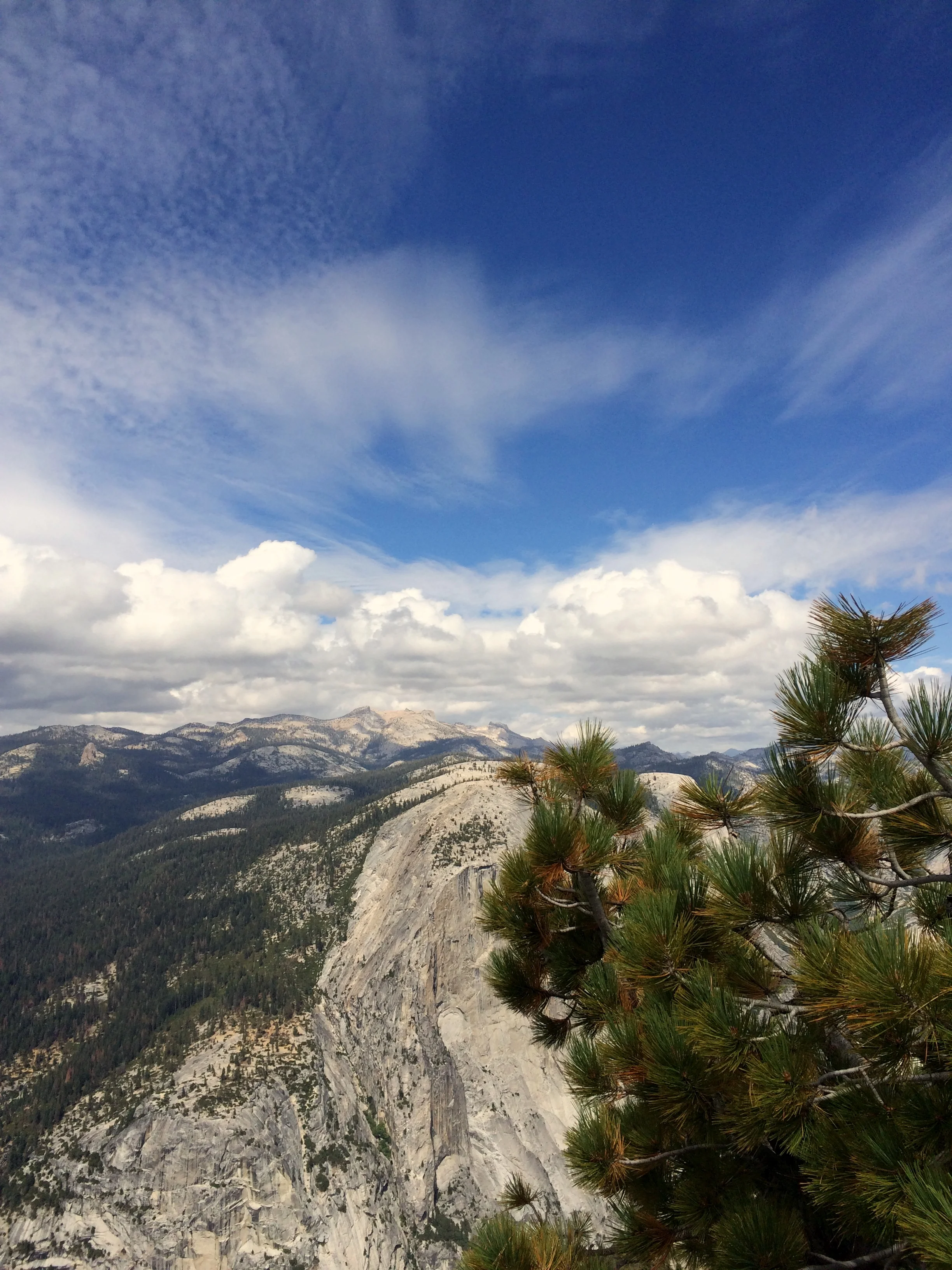 This picture makes me dizzy. That's a Jeffrey pine.