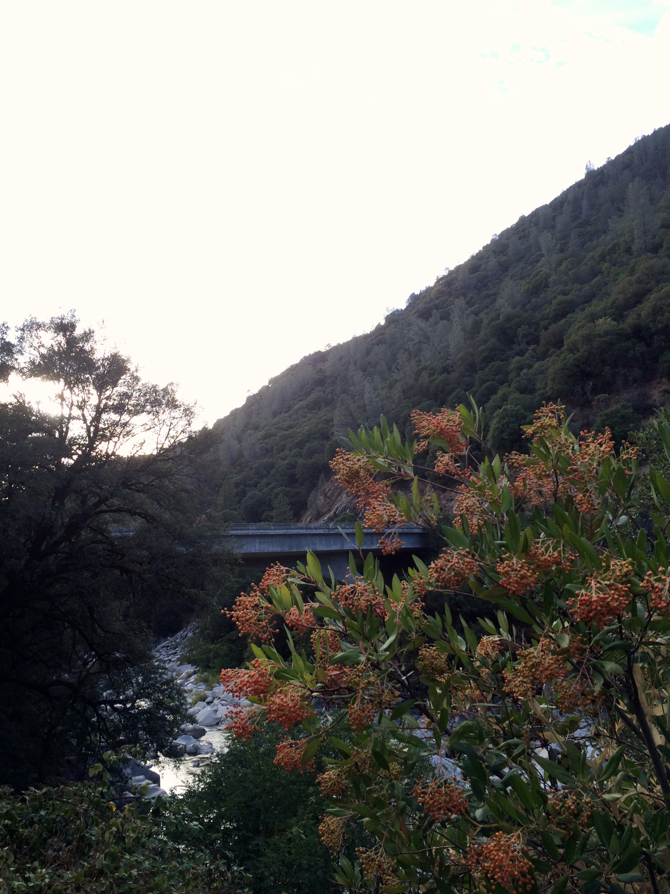 Toyon--the "holly" of Hollywood