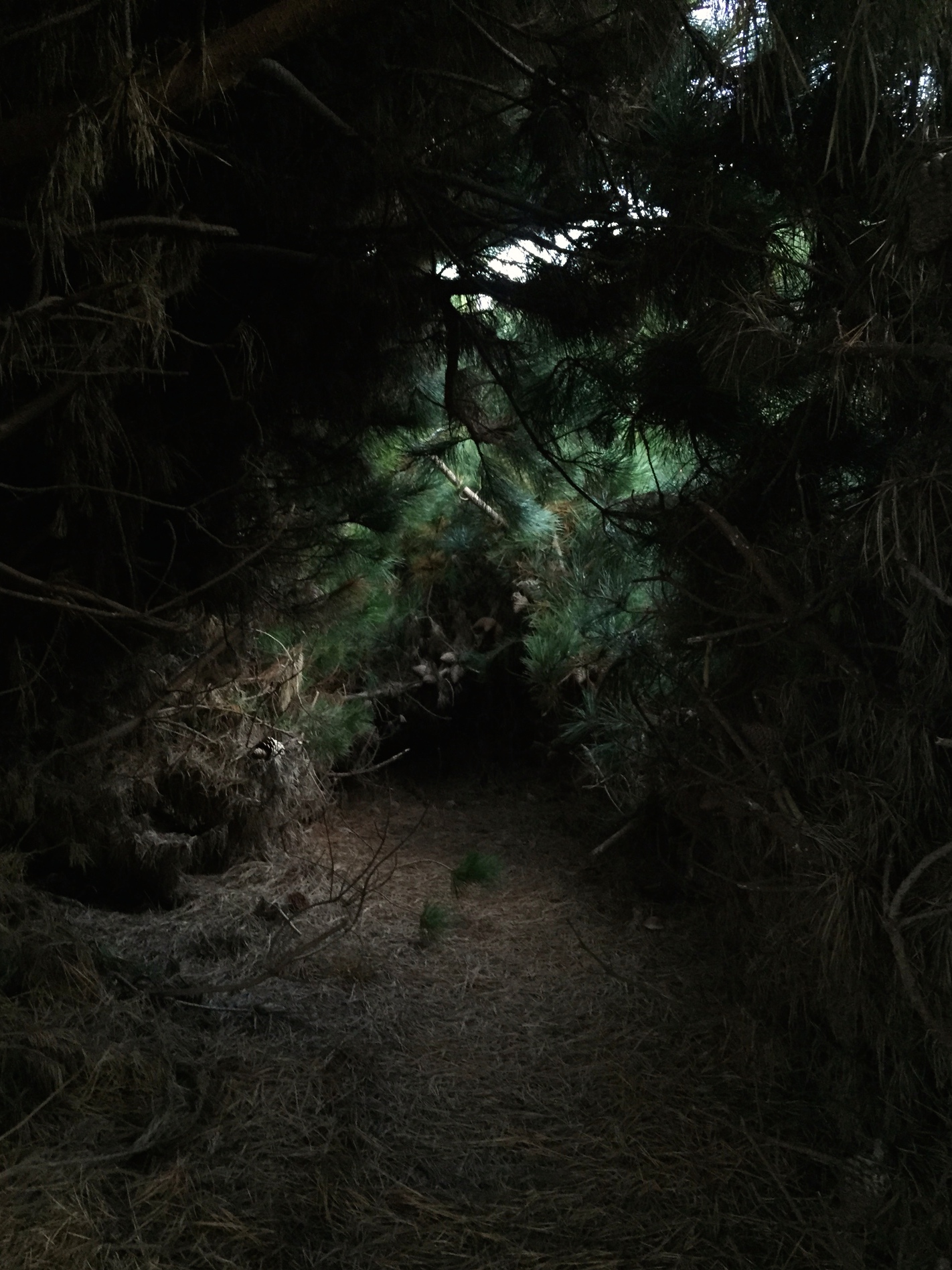 Through the fairy-tale tunnel