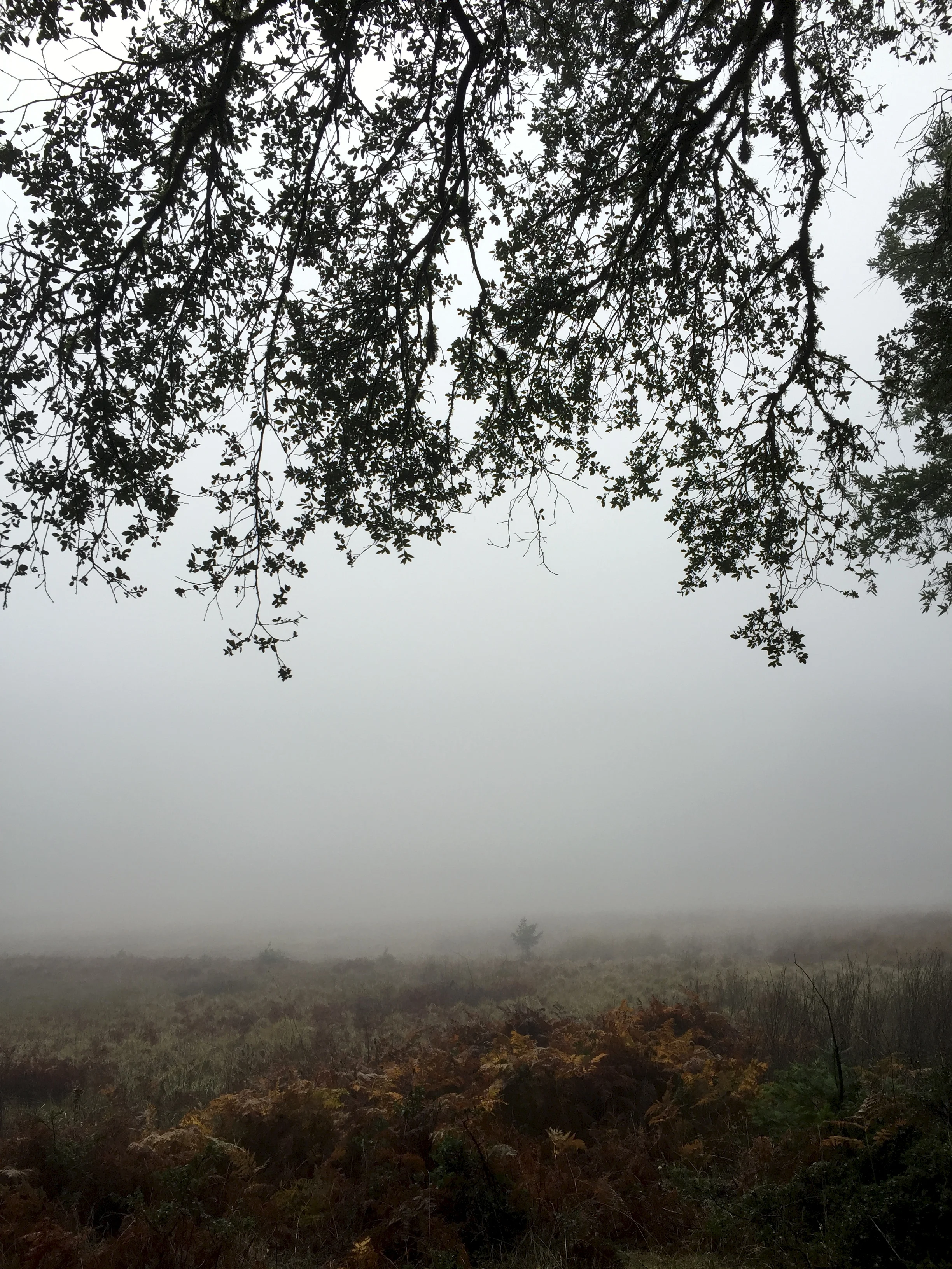 And this meadow looked somehow like the sea.