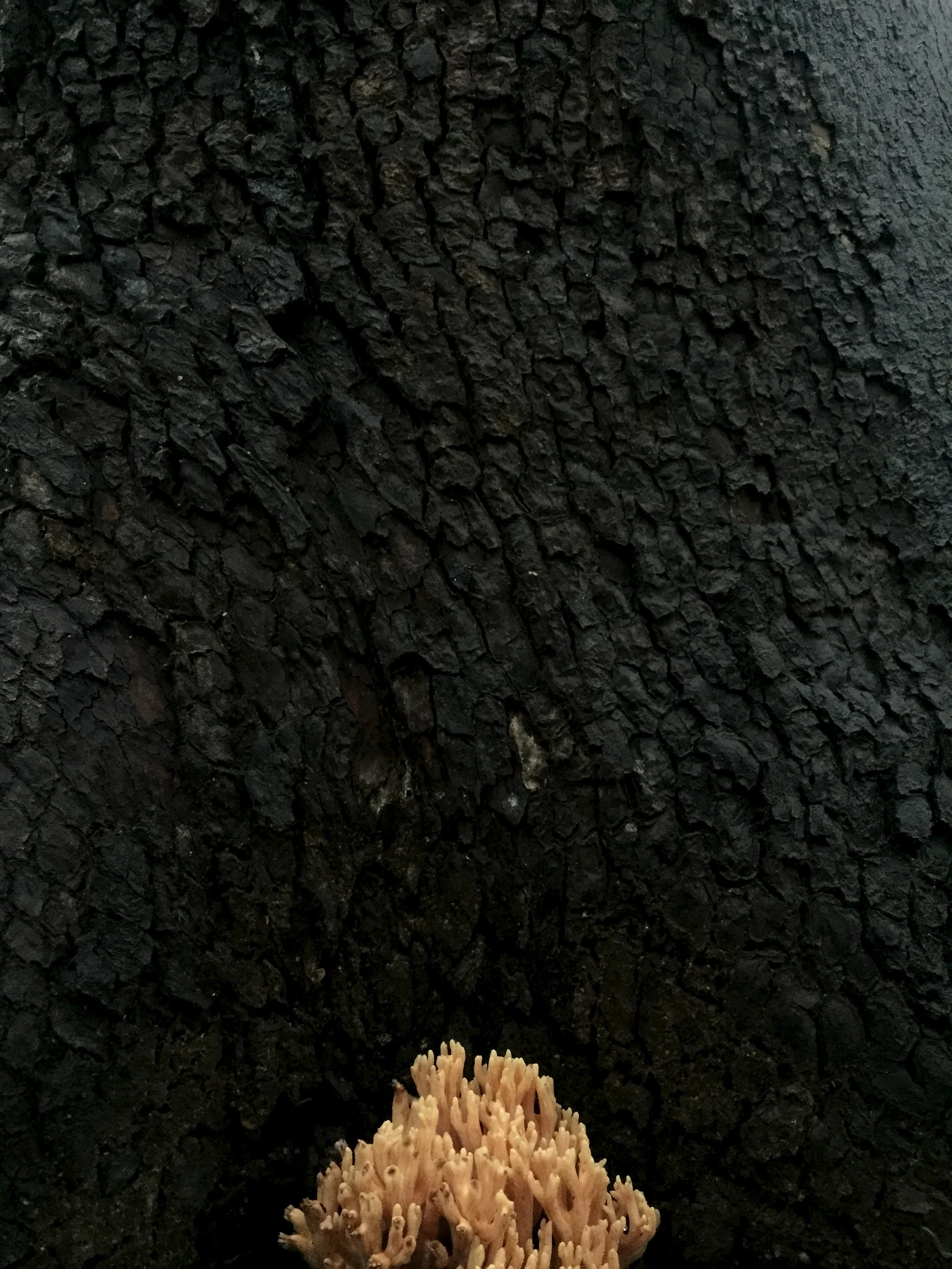 I tried my durndest to get this coral in focus--alas low-light.
