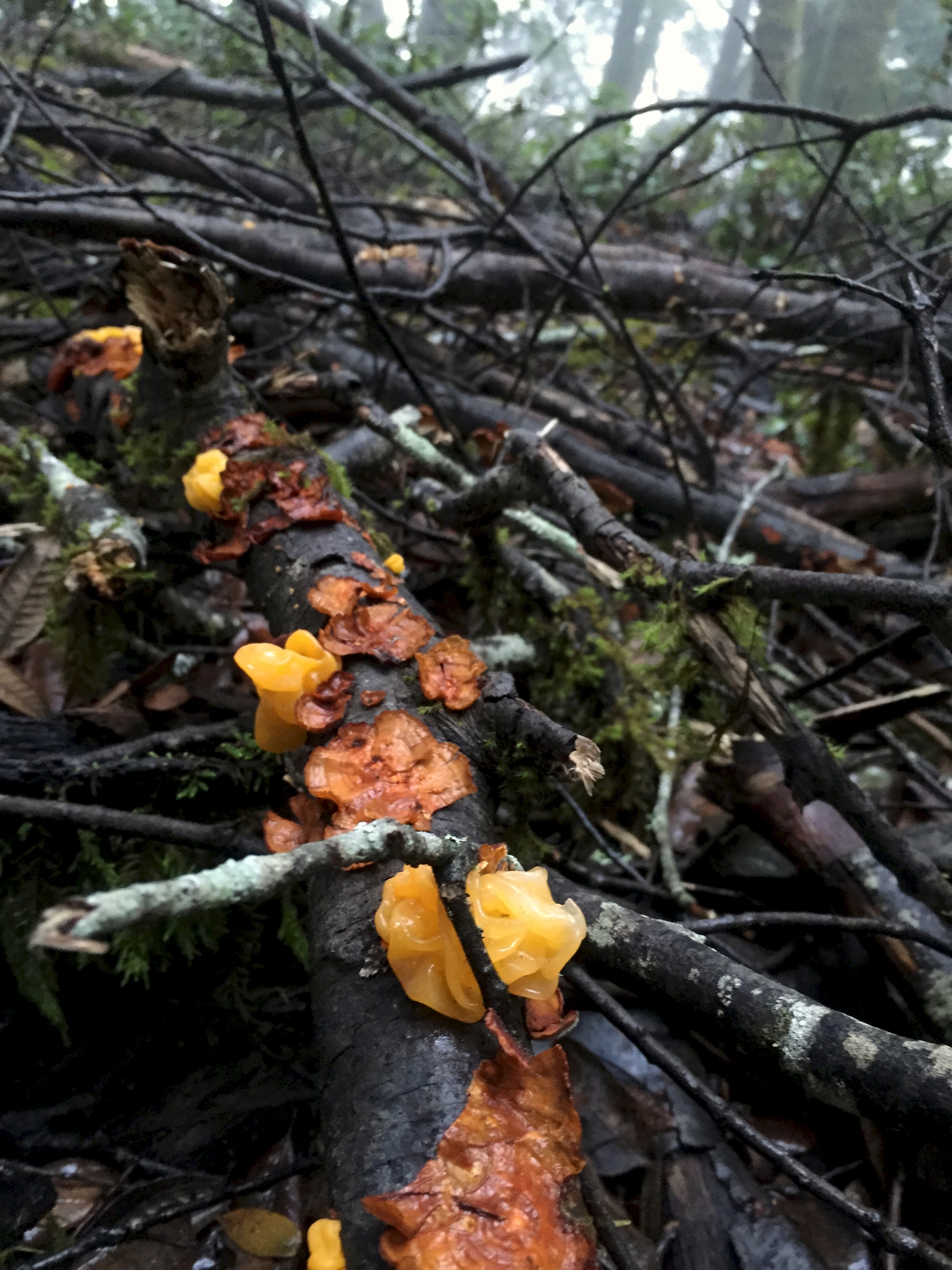 Witches' butter.