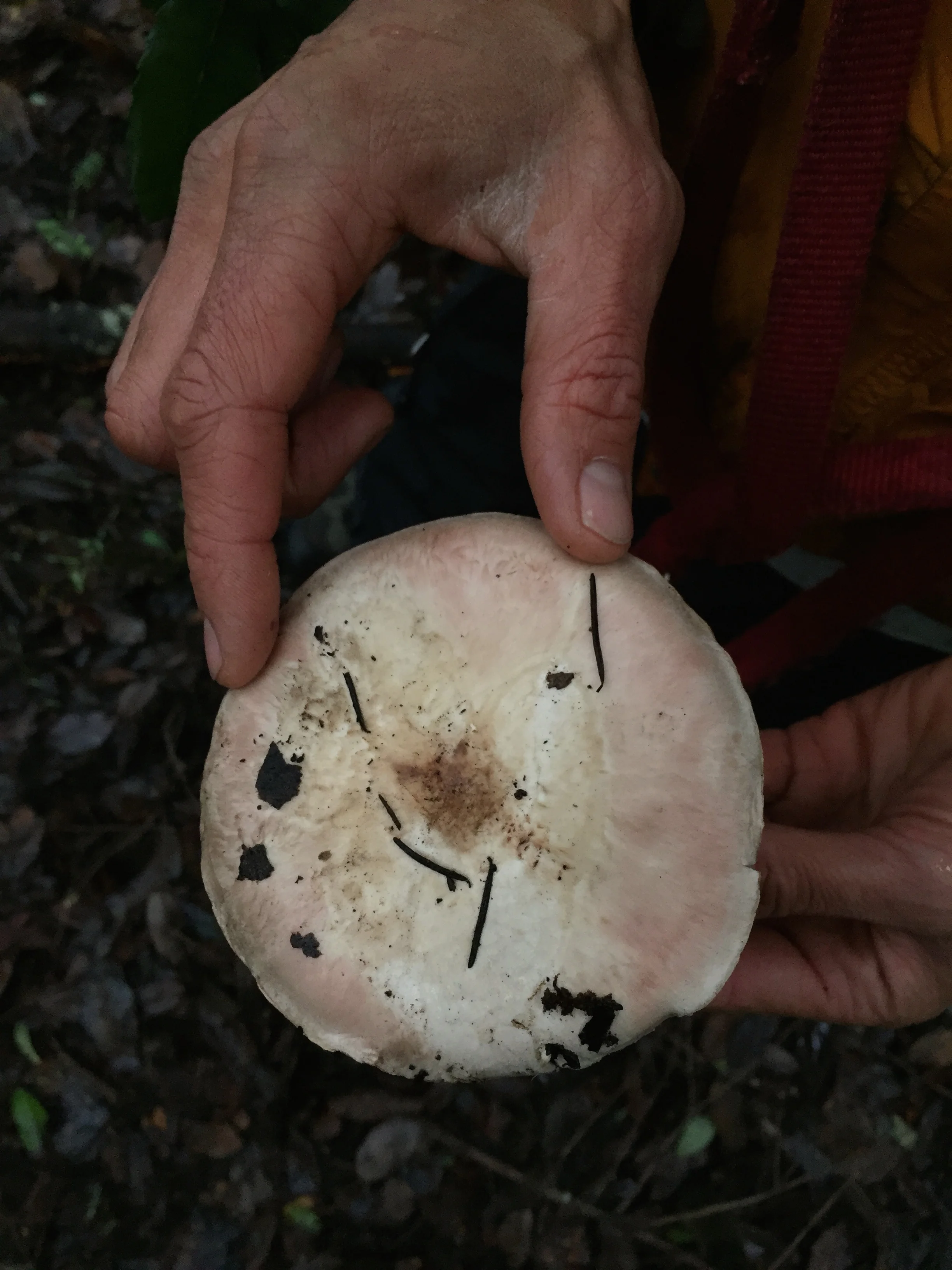 I love the ballet pink blush of this agaricus (prob not edible).