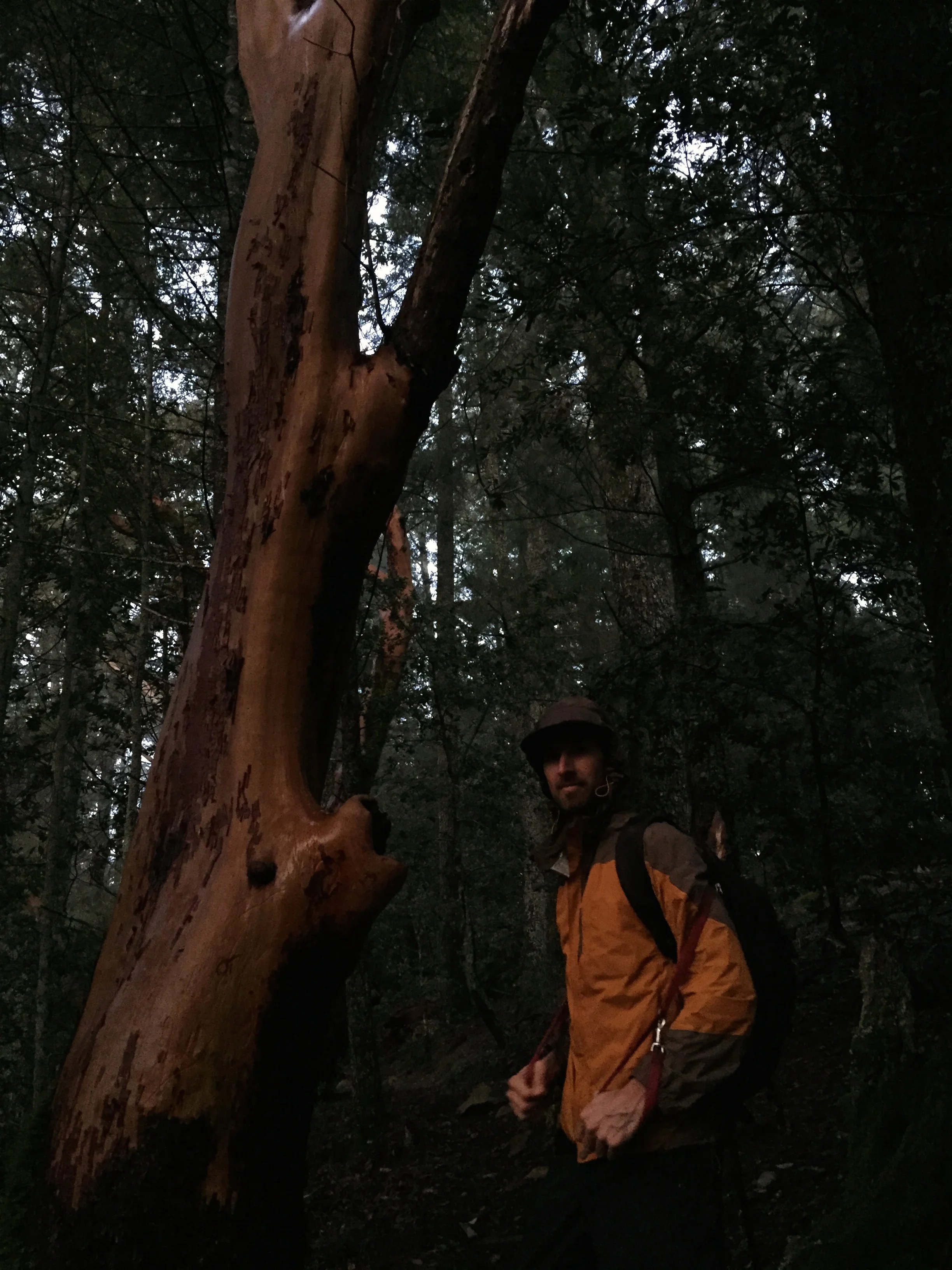 Man & Madrone