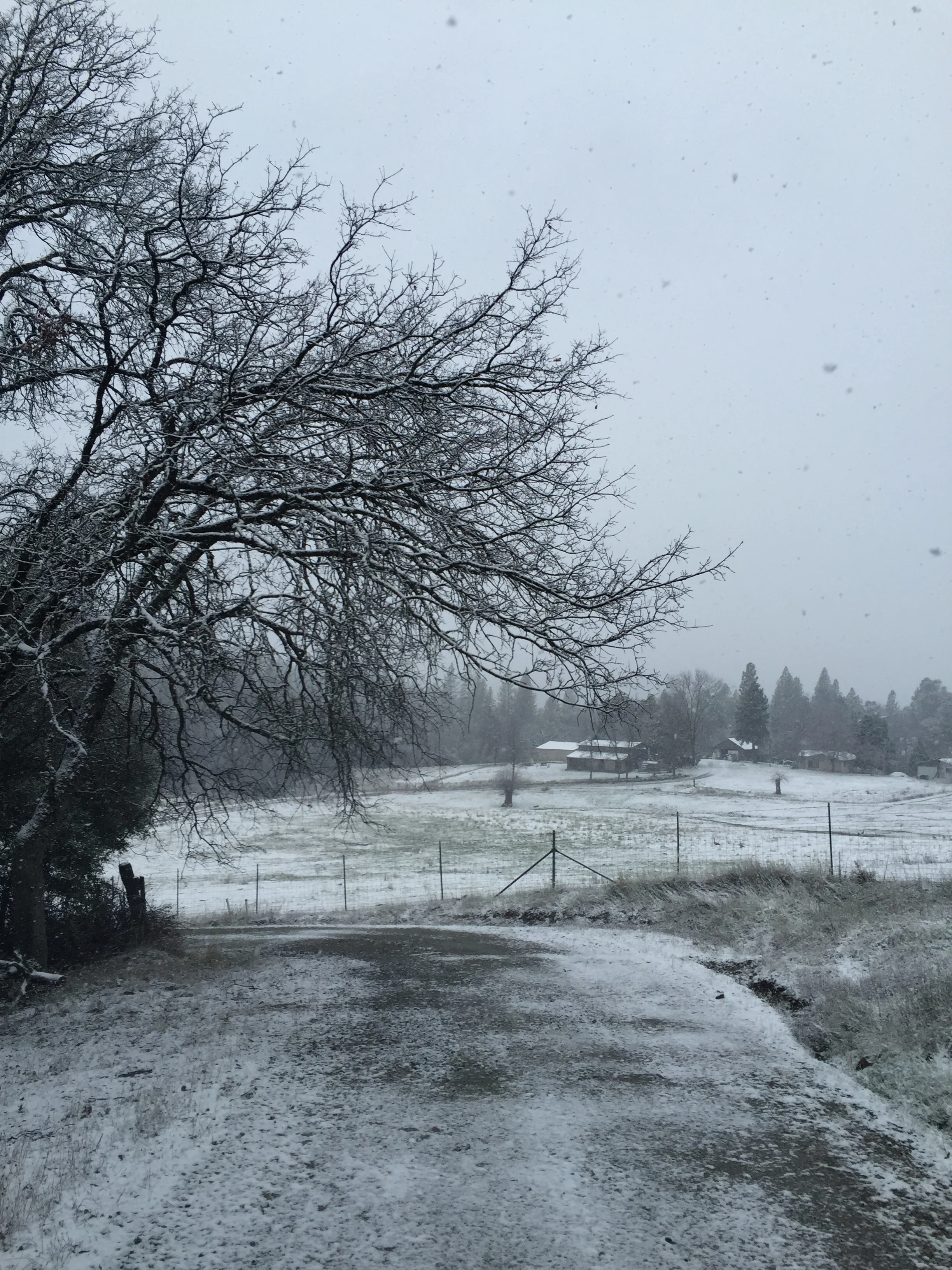 Driveway like a Christmas card.