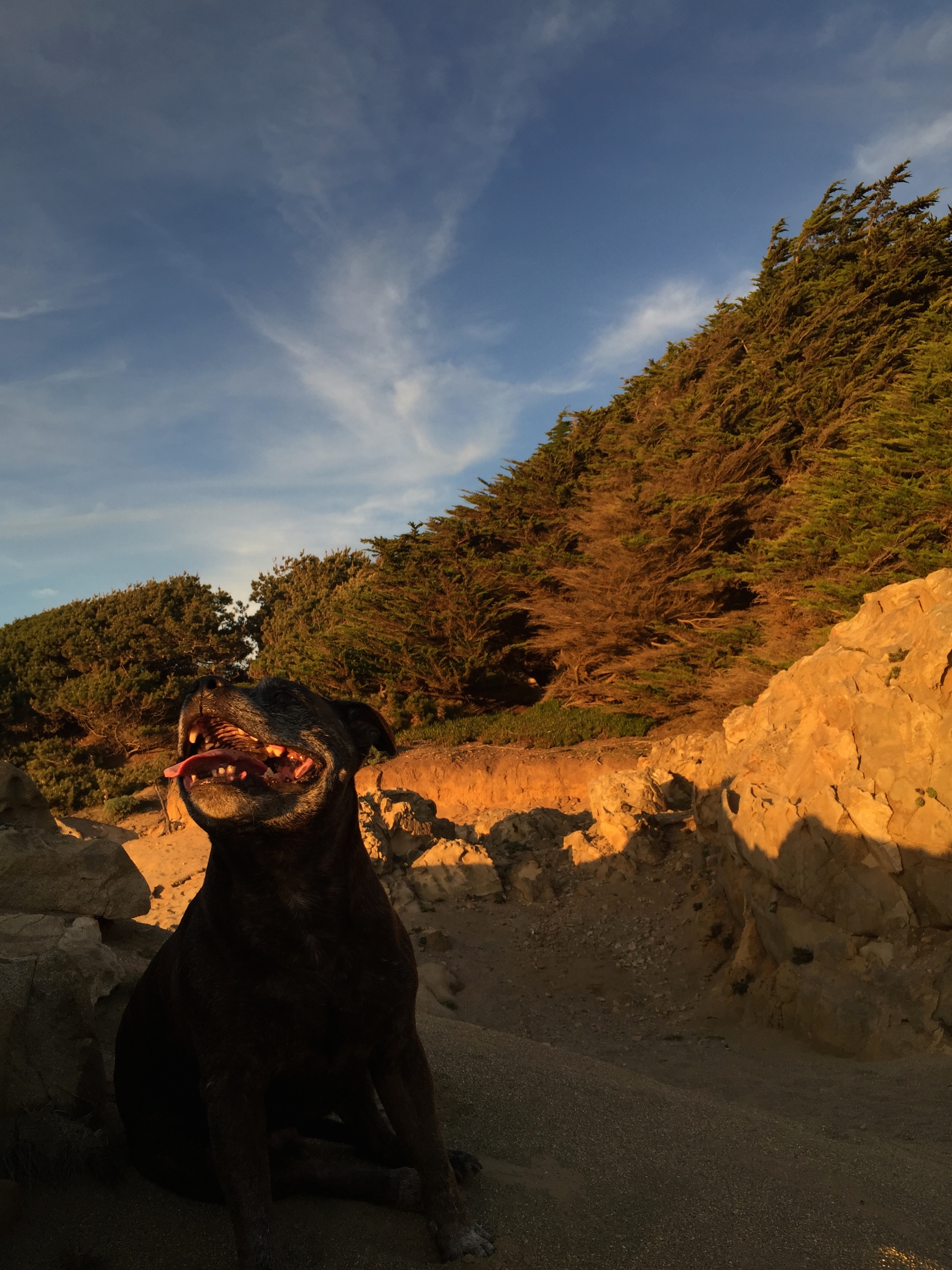I love the weird hyena shadows behind P.