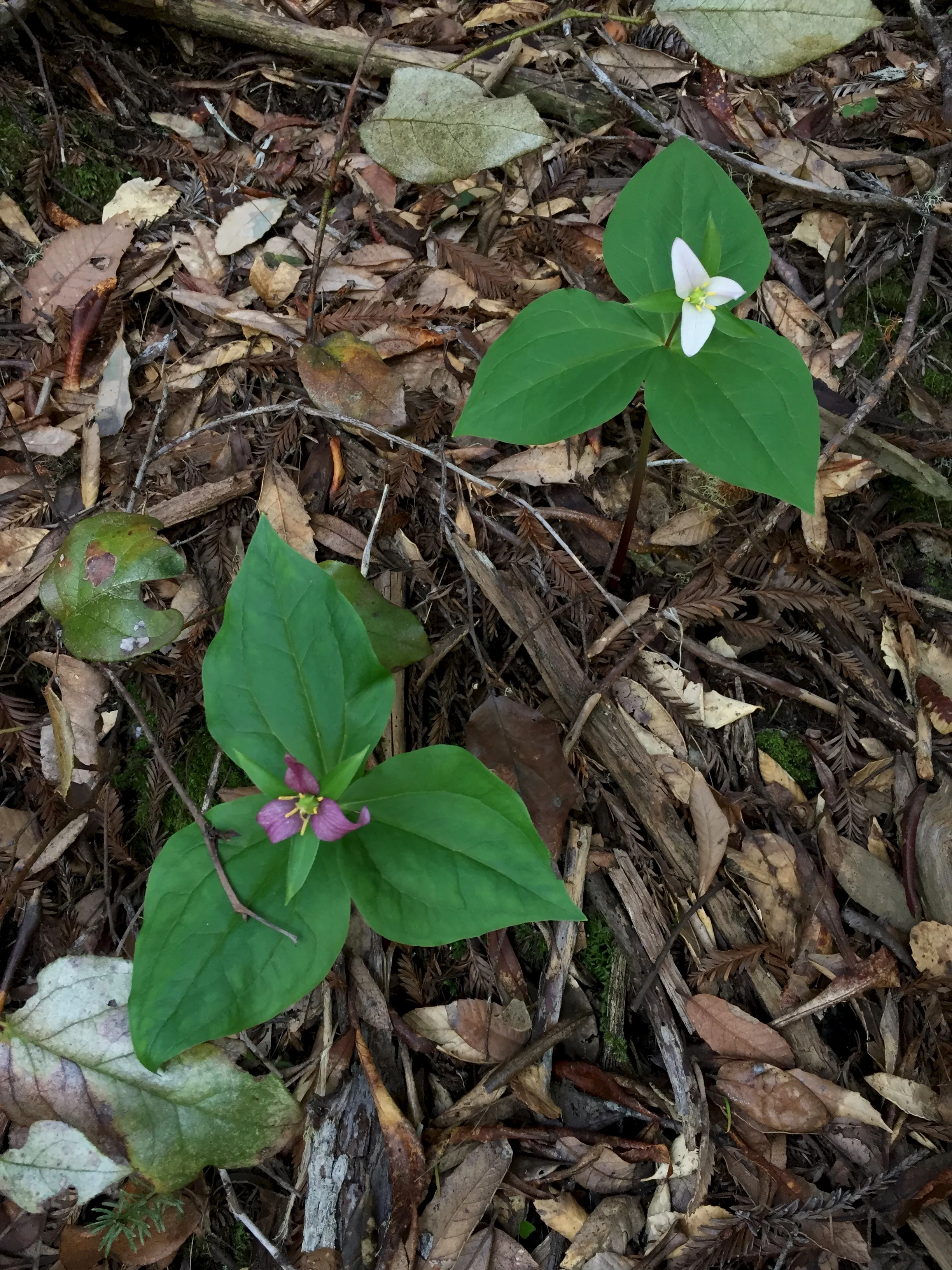 Pretty pretty trillium.