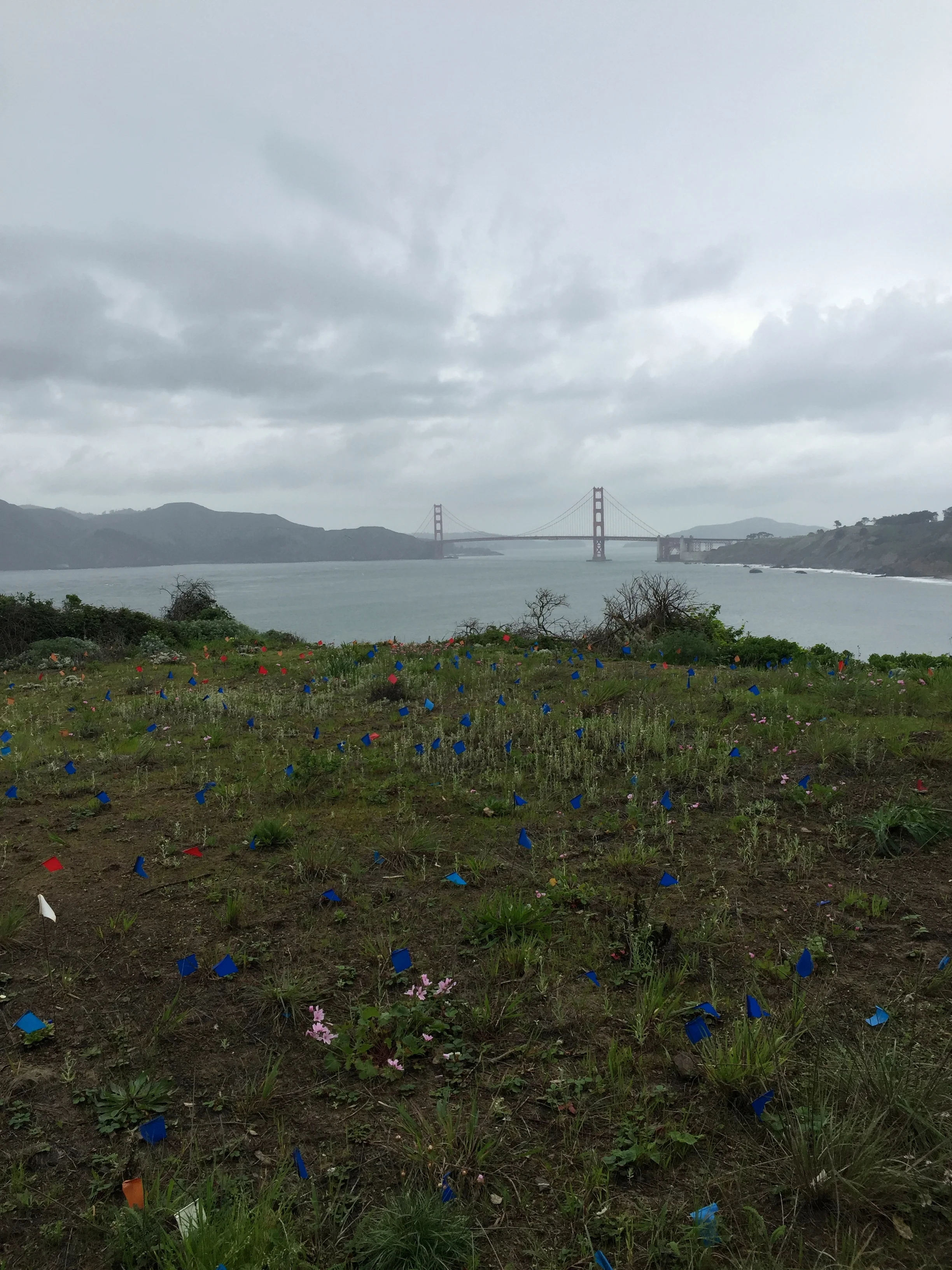 They're trying to restore the landscape here, where flags signify plantings. It's pretty fun at the onset of spring to see what they were up to, flowers-wise. I totally thought I was identifying one plant as a salvia...but I was wrong (though I hadn't felt its stem--salvia stems are strangely square-shaped).