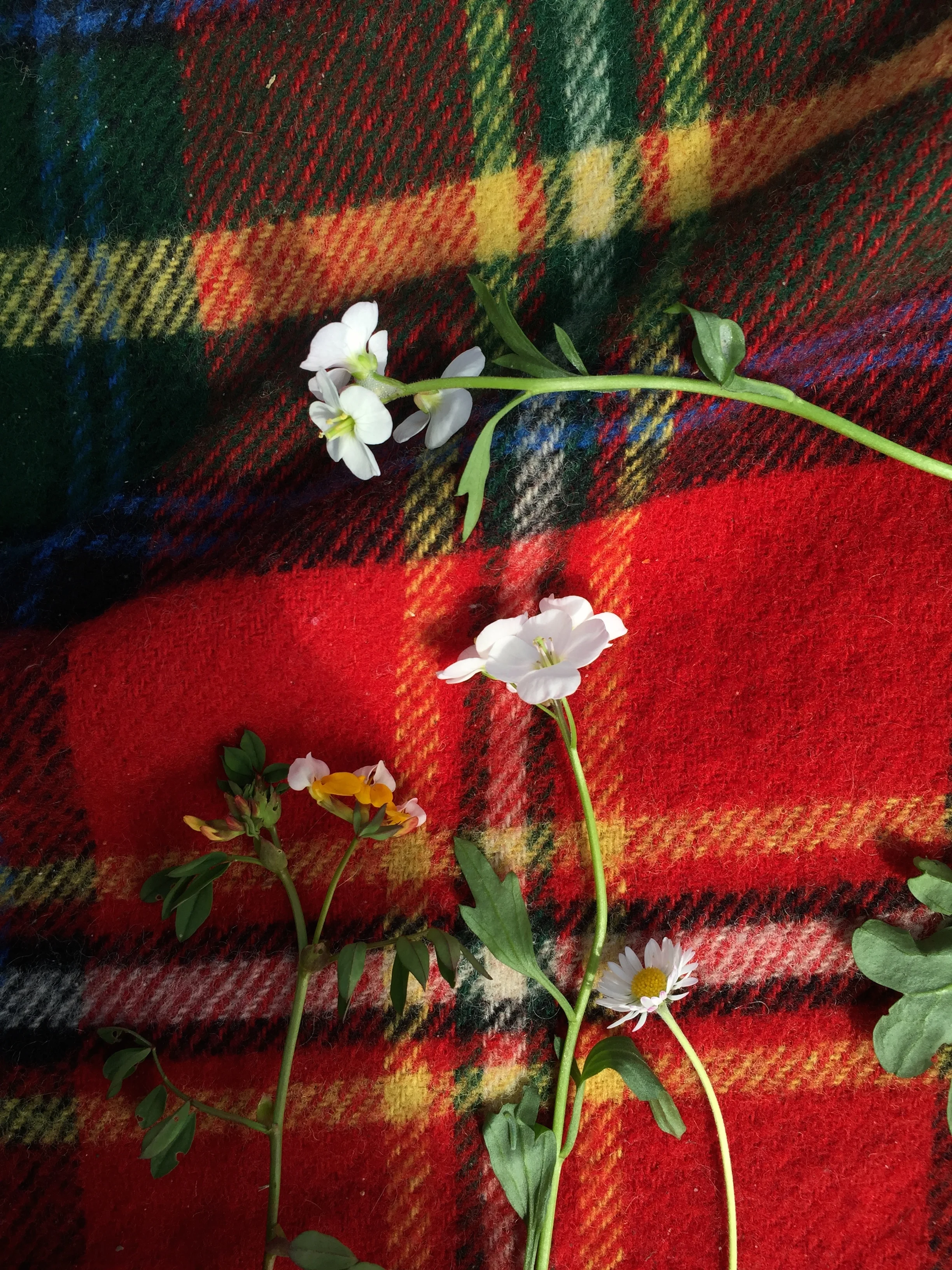 Wallflowers are so pretty.