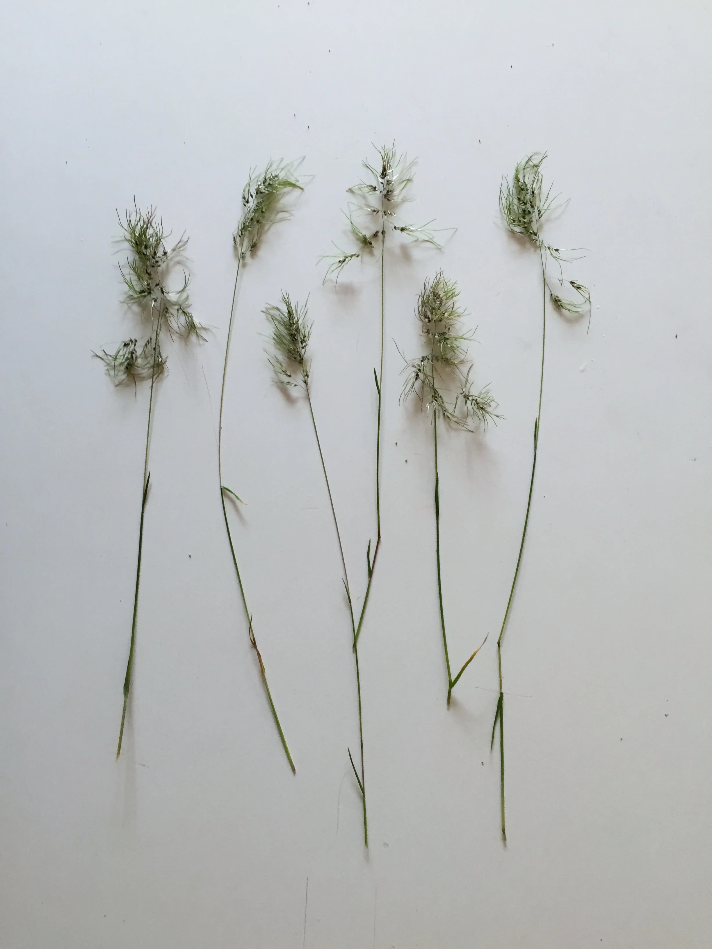 I love these grasses.